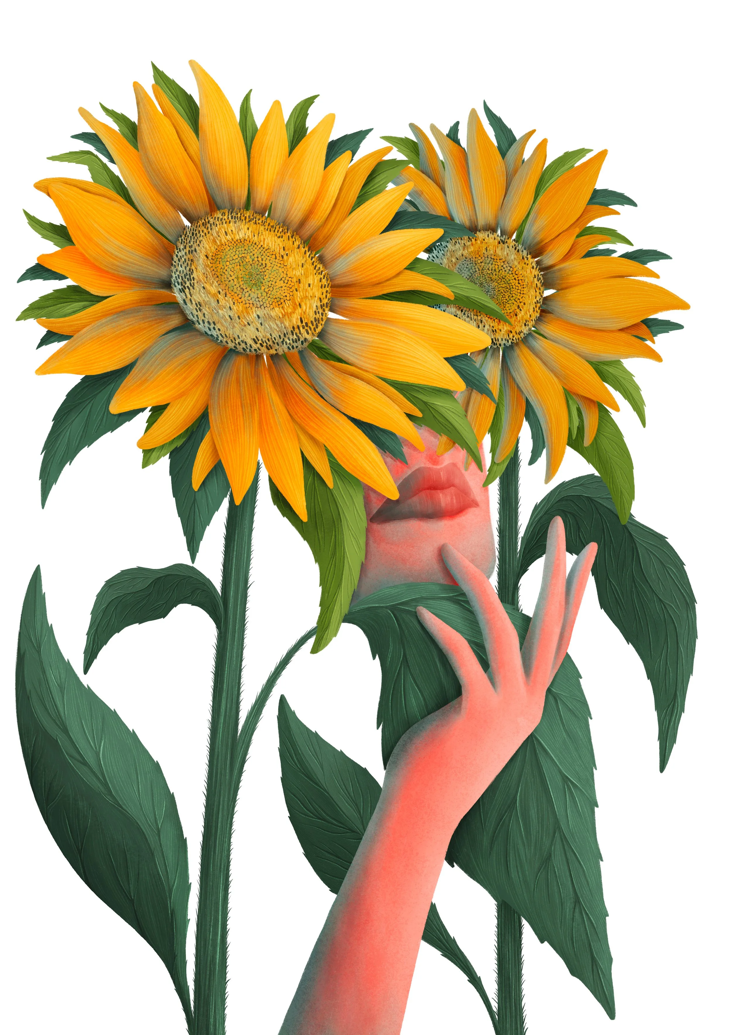 sunflowers