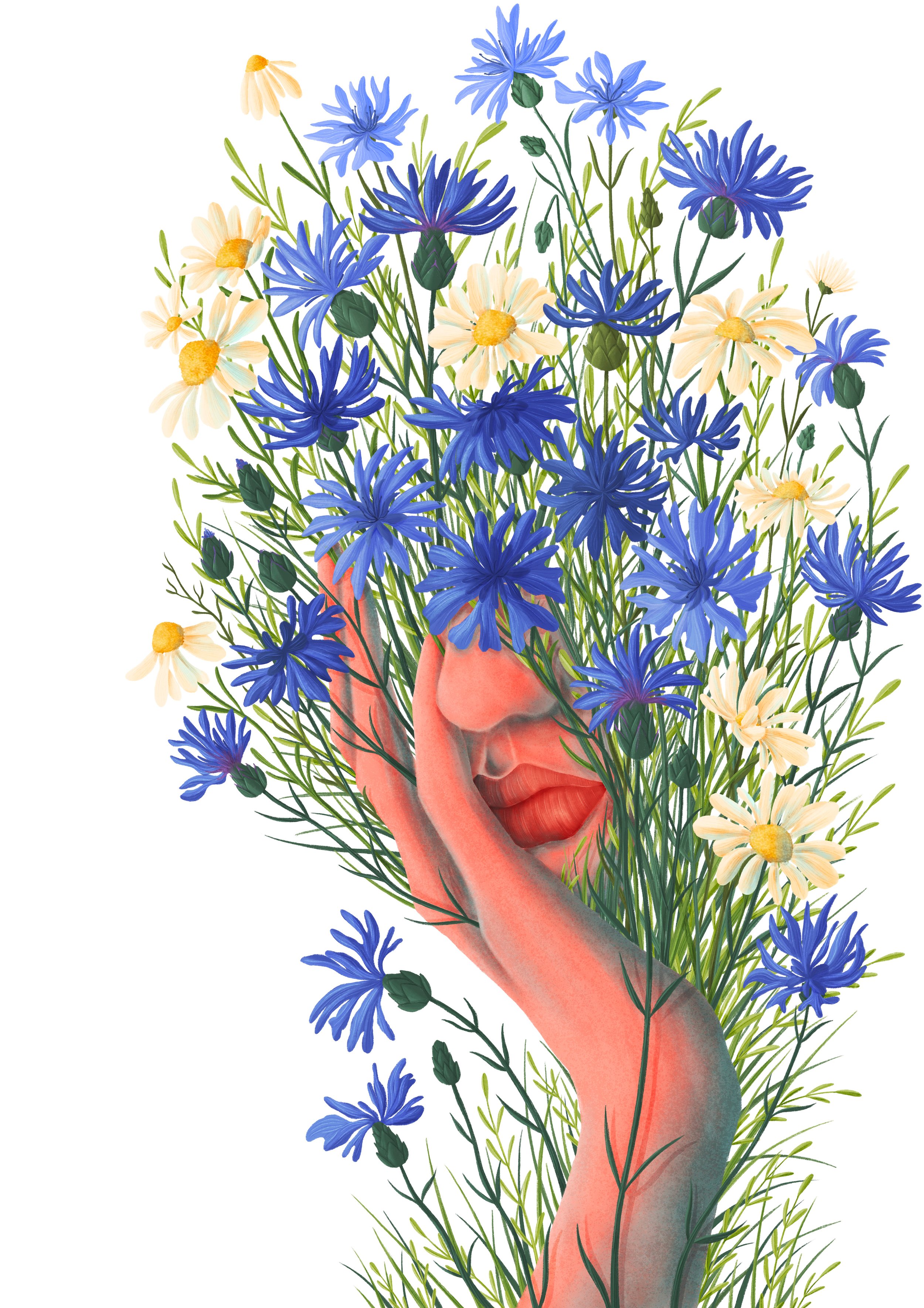 knapweeds A3.jpg