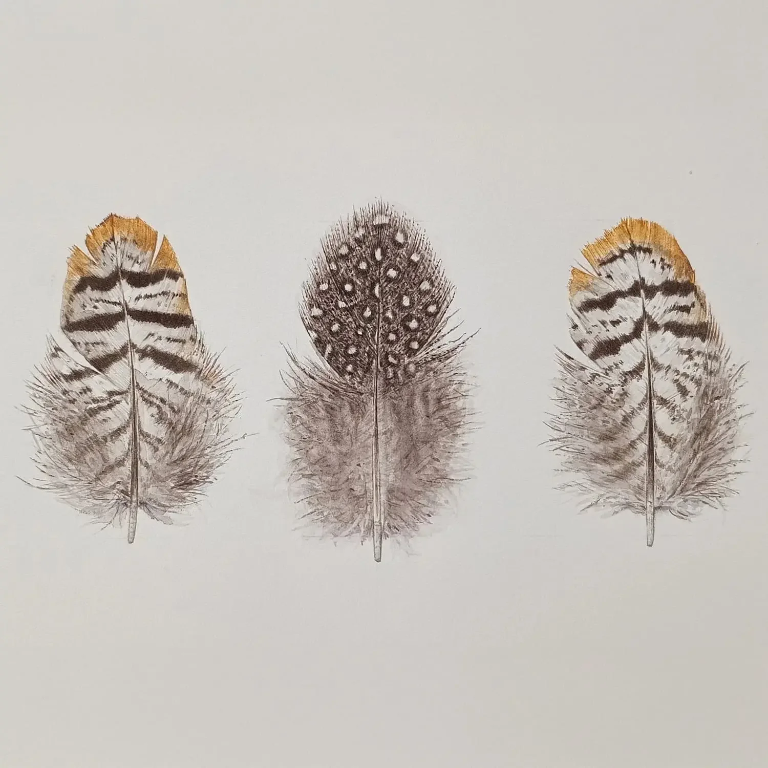 Three feathers arranged side by side on a light background