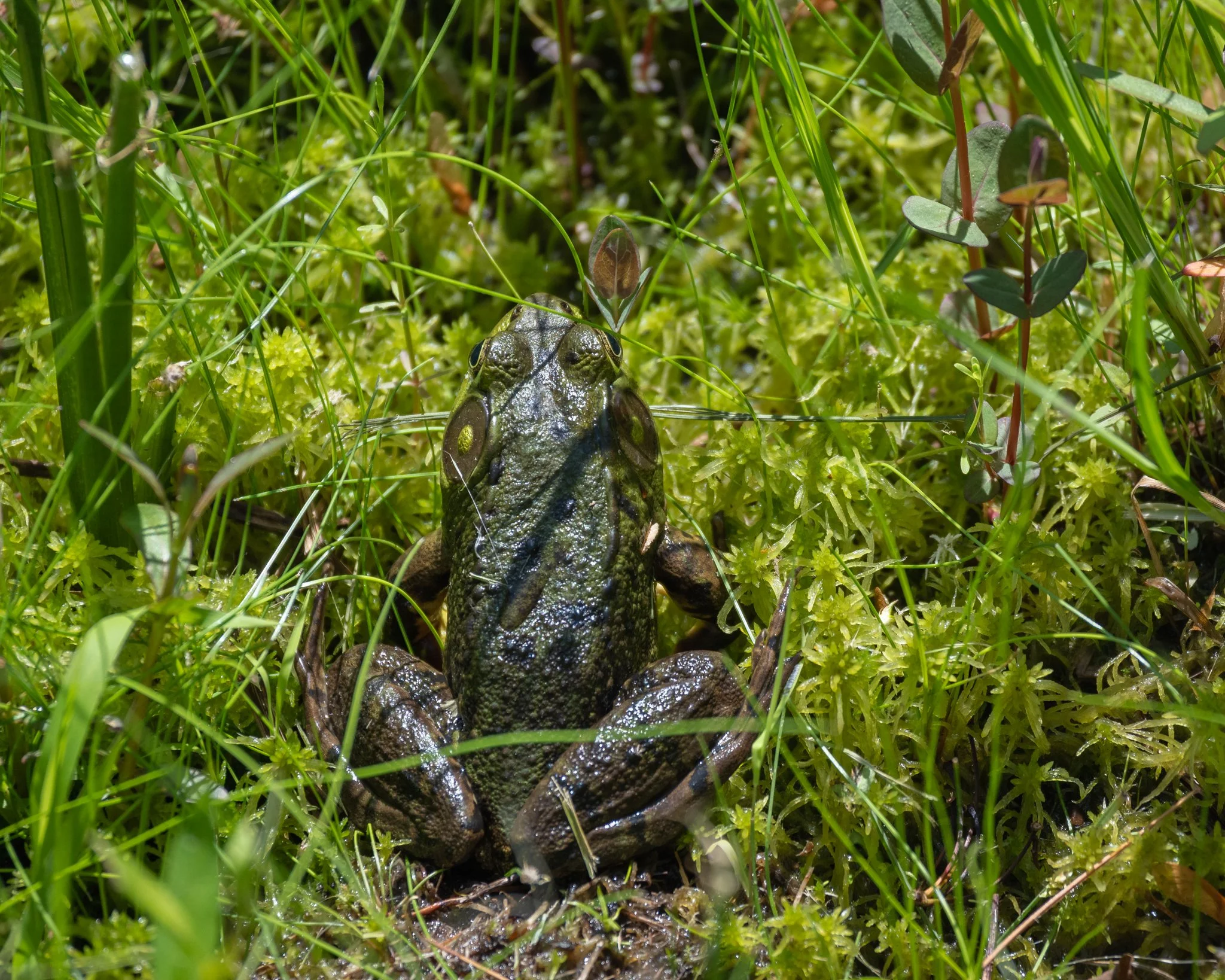 Backyard Adventure Journal — TMPalermo Photography