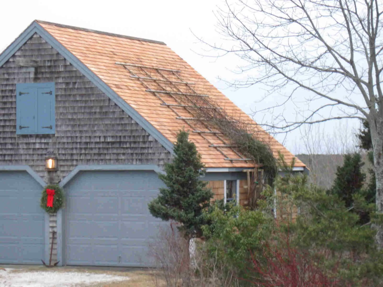 249 rose 001 compressed.jpeg