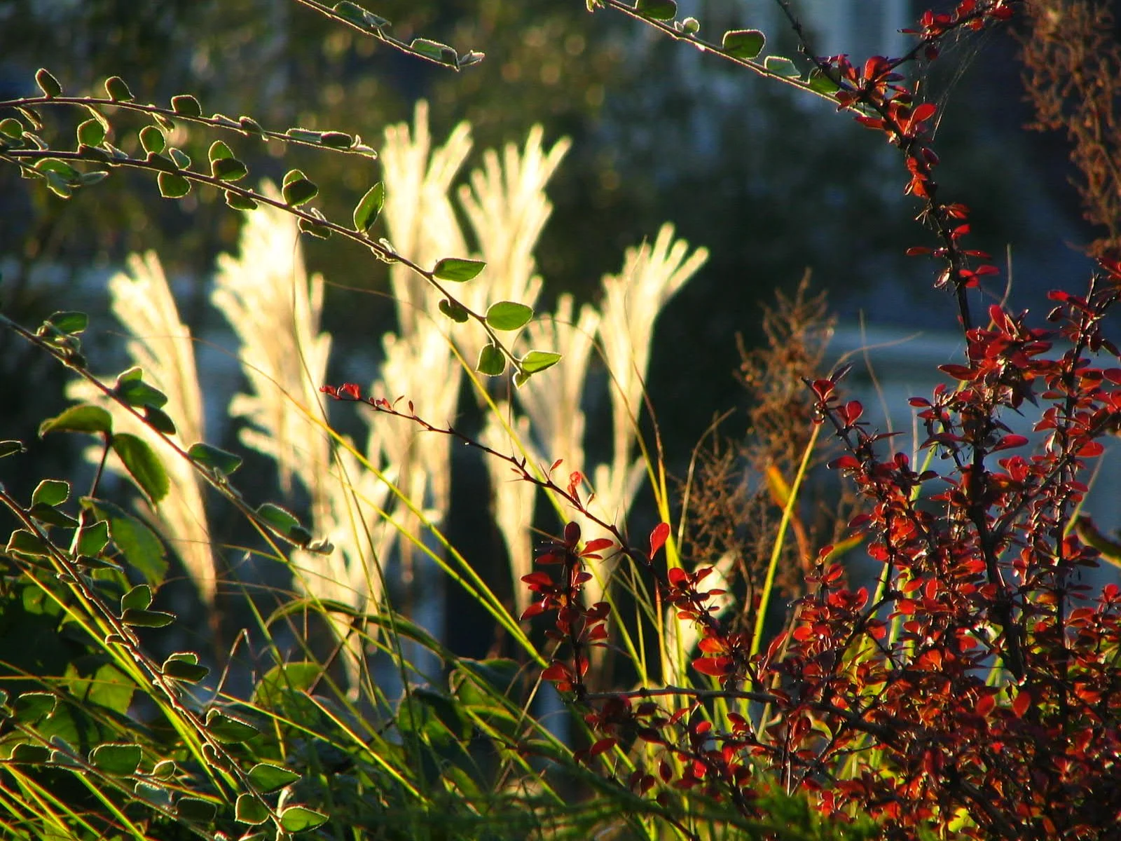 American Prarie-style Planting