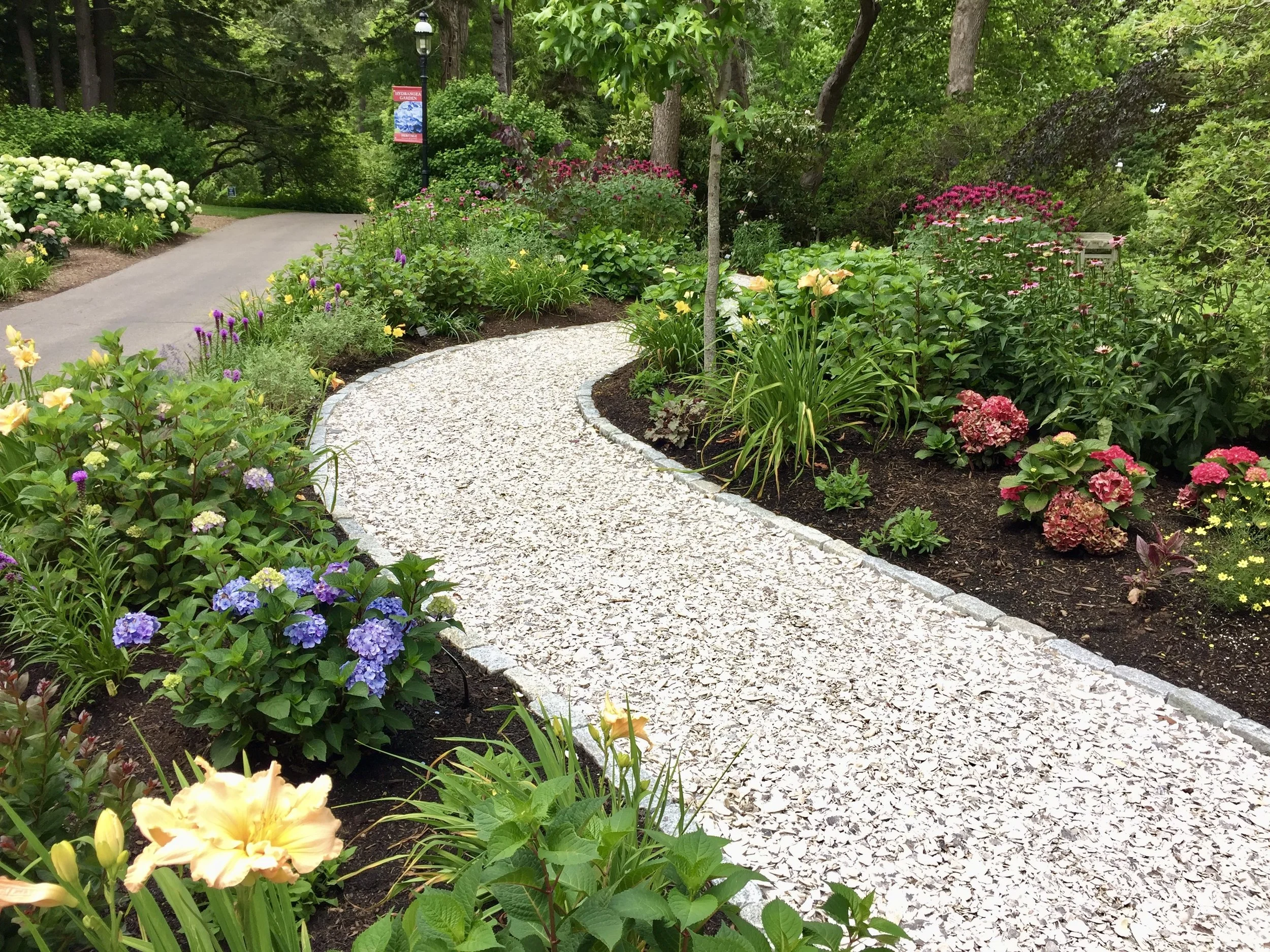 Hydrangea Test Garden Care - Heritage Museums &amp; Gardens