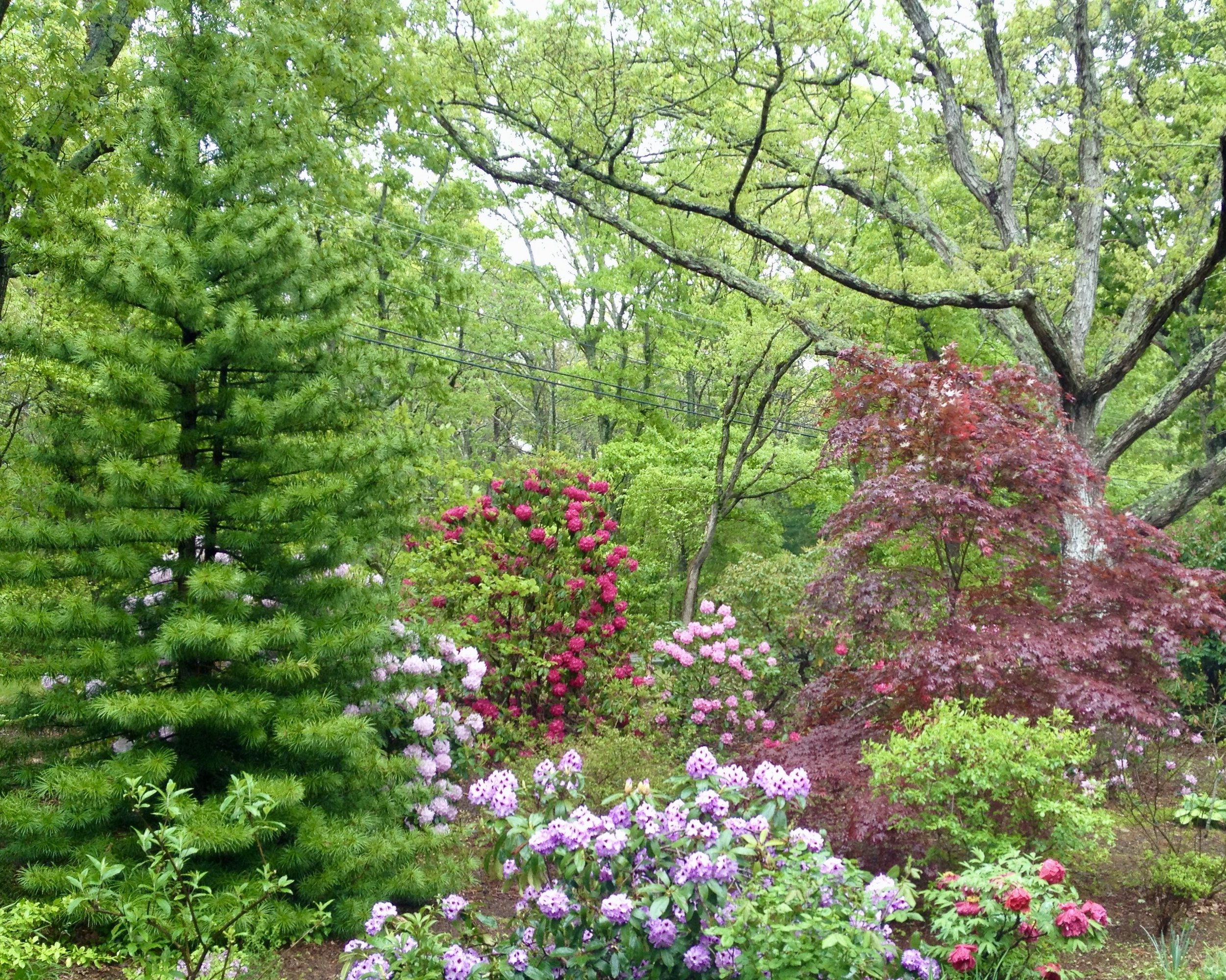 Leaf Mulching &amp; Rhododendron Care - Sandwich