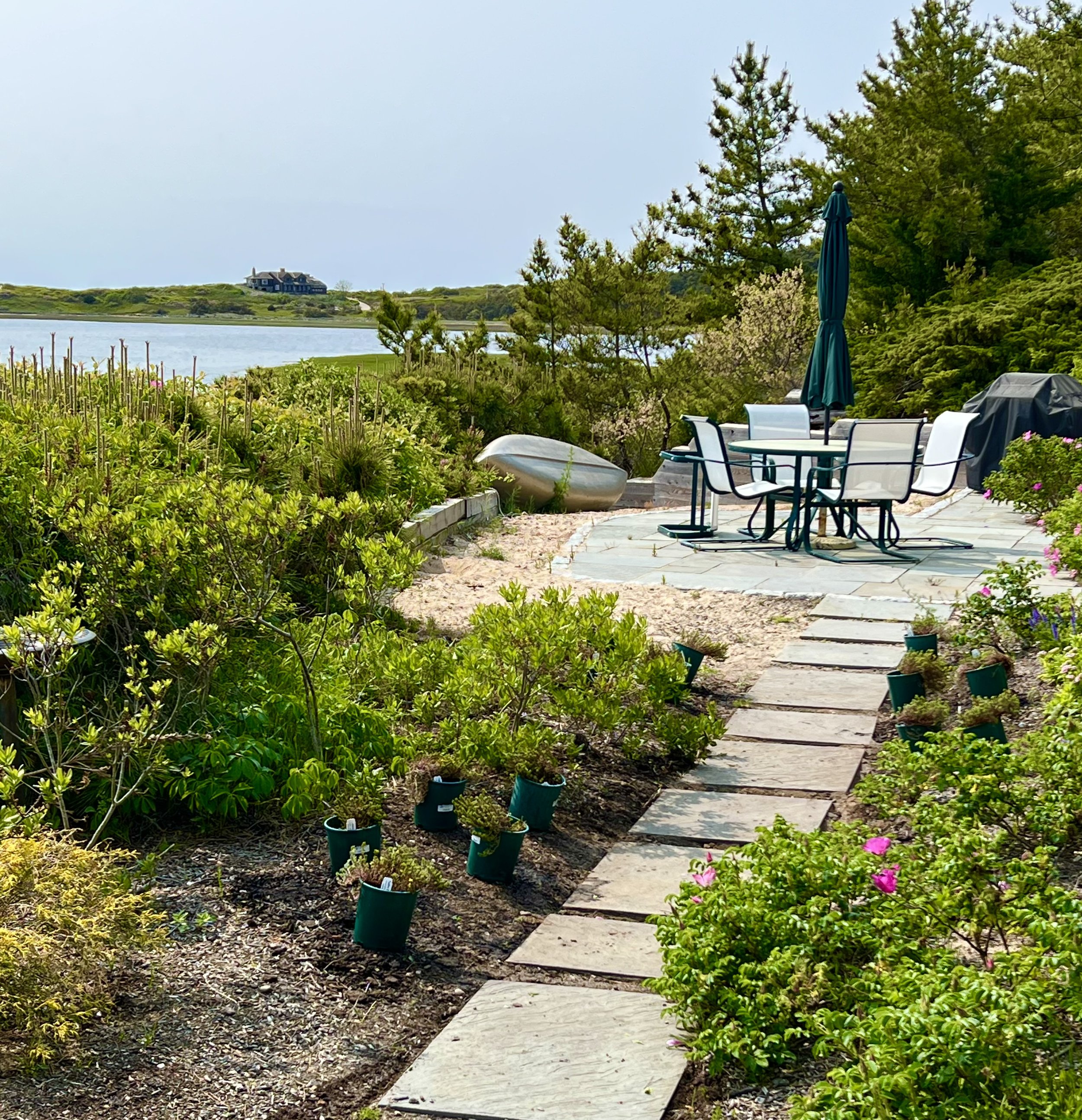 Beach Heather Planting - Wellfleet