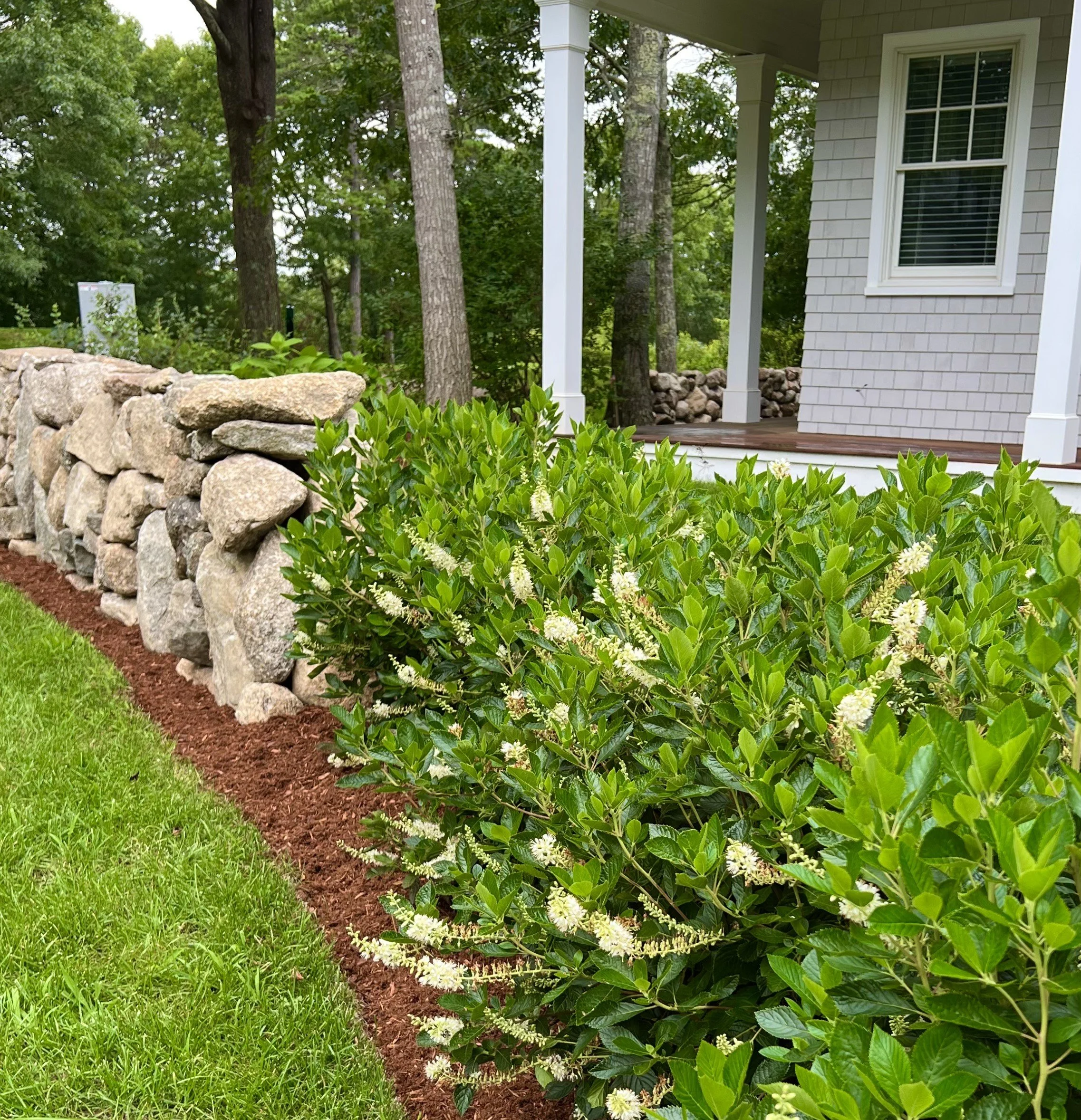 Native Clethra Hedging - Willowbend