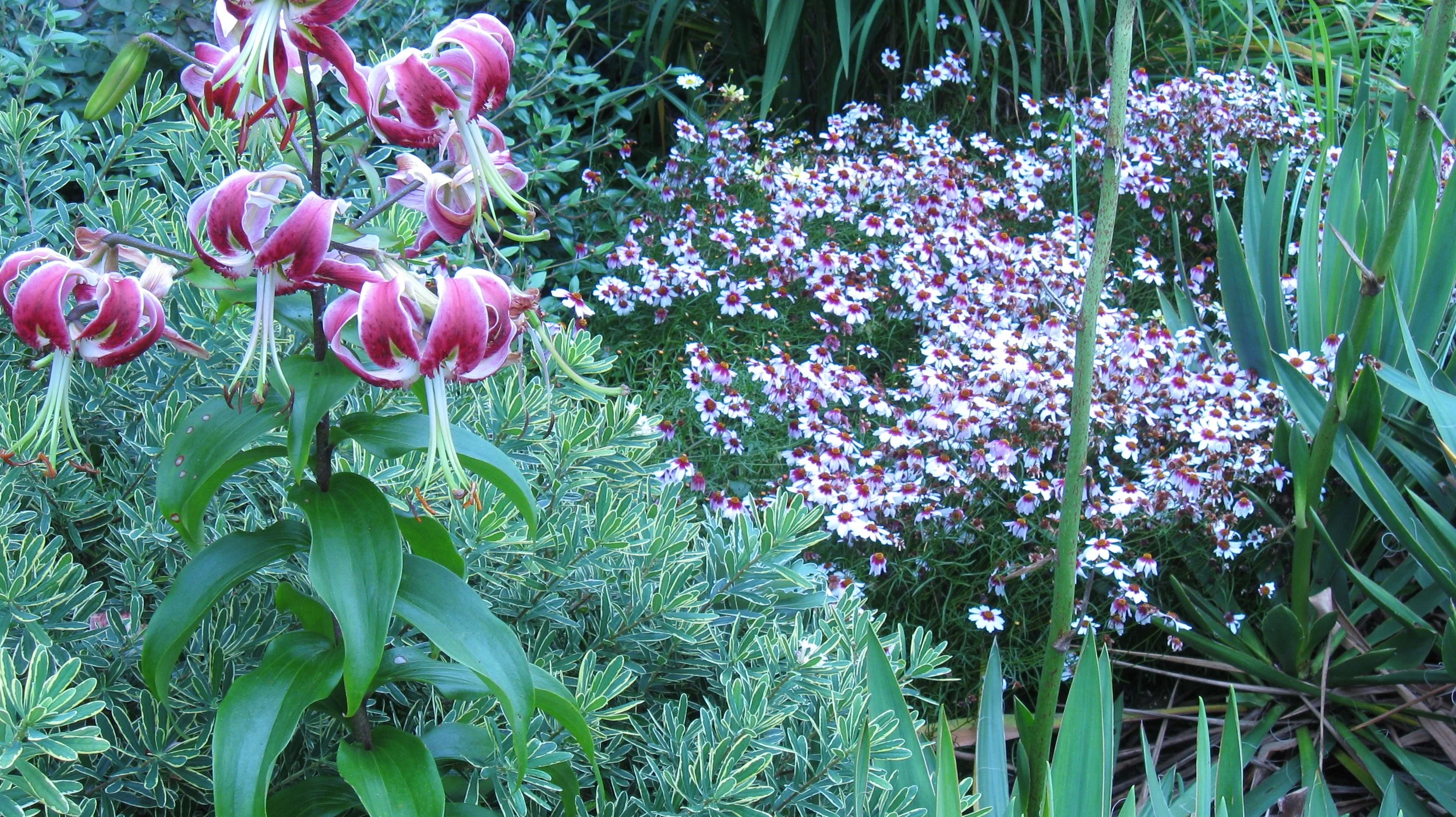 Lily &amp; Coreopsis Planting Design &amp; Care