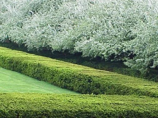 Formal Hedgework - Conservatory Garden - Manhattan