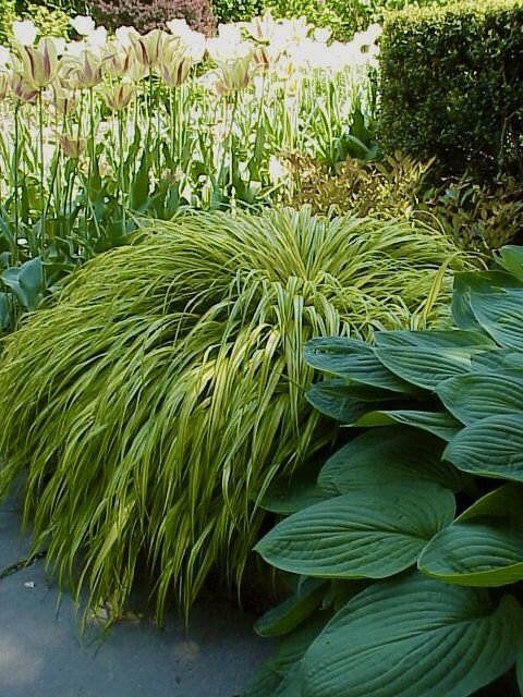 Hakonechloa, Hosta &amp; Tulip Care