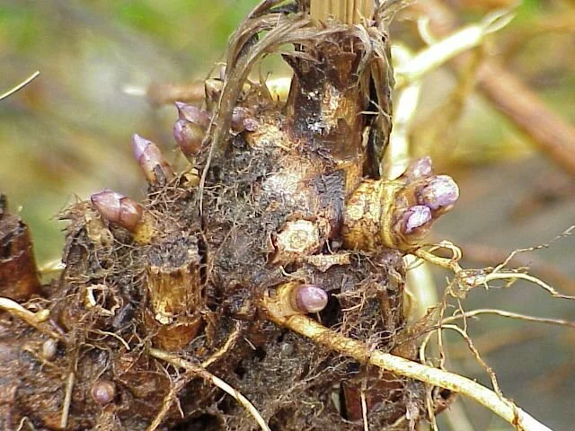 Native Baptisia tinctoria dividing - Chatham