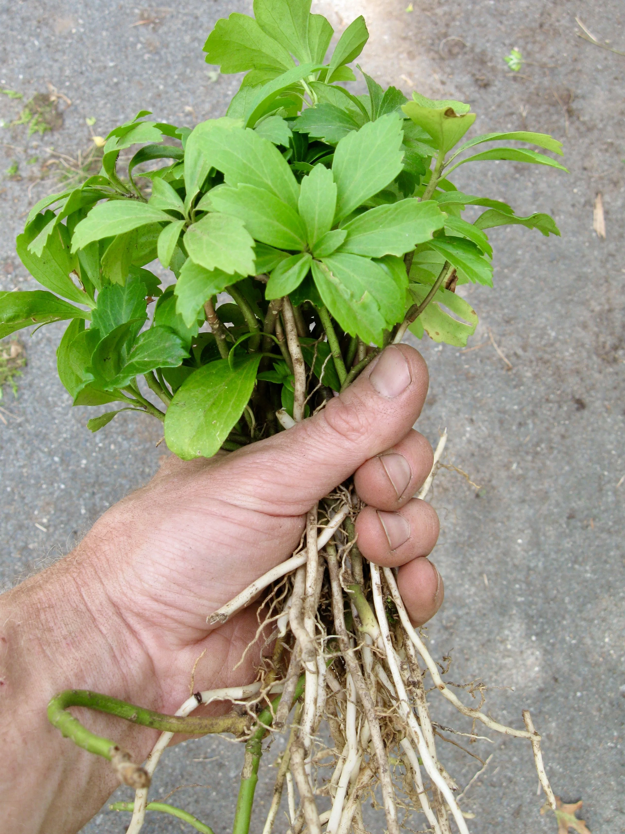 Dividing &amp; Transplanting Pachysandra - Chatham