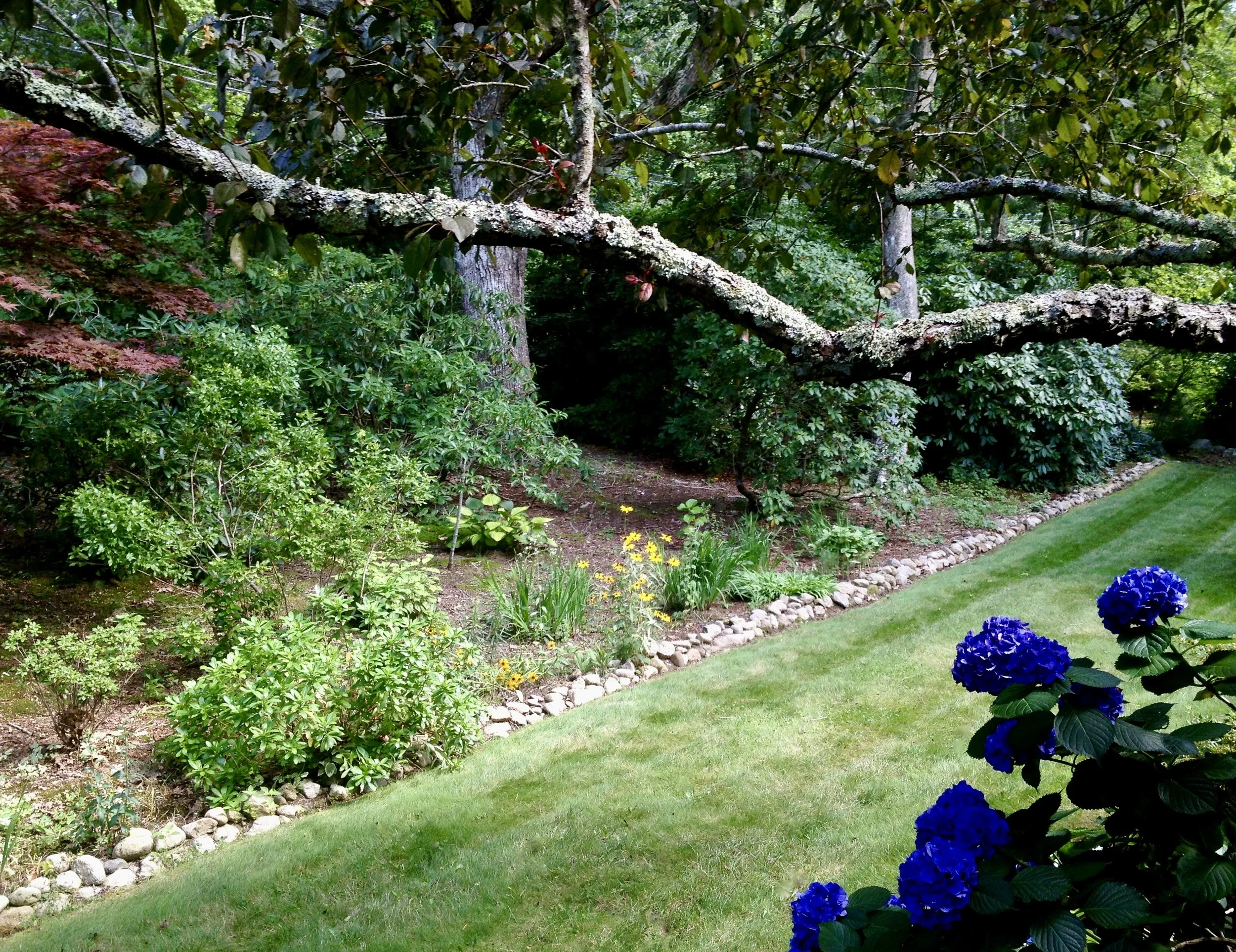 Custom Pruning &amp; Hydrangea Care - Sandwich
