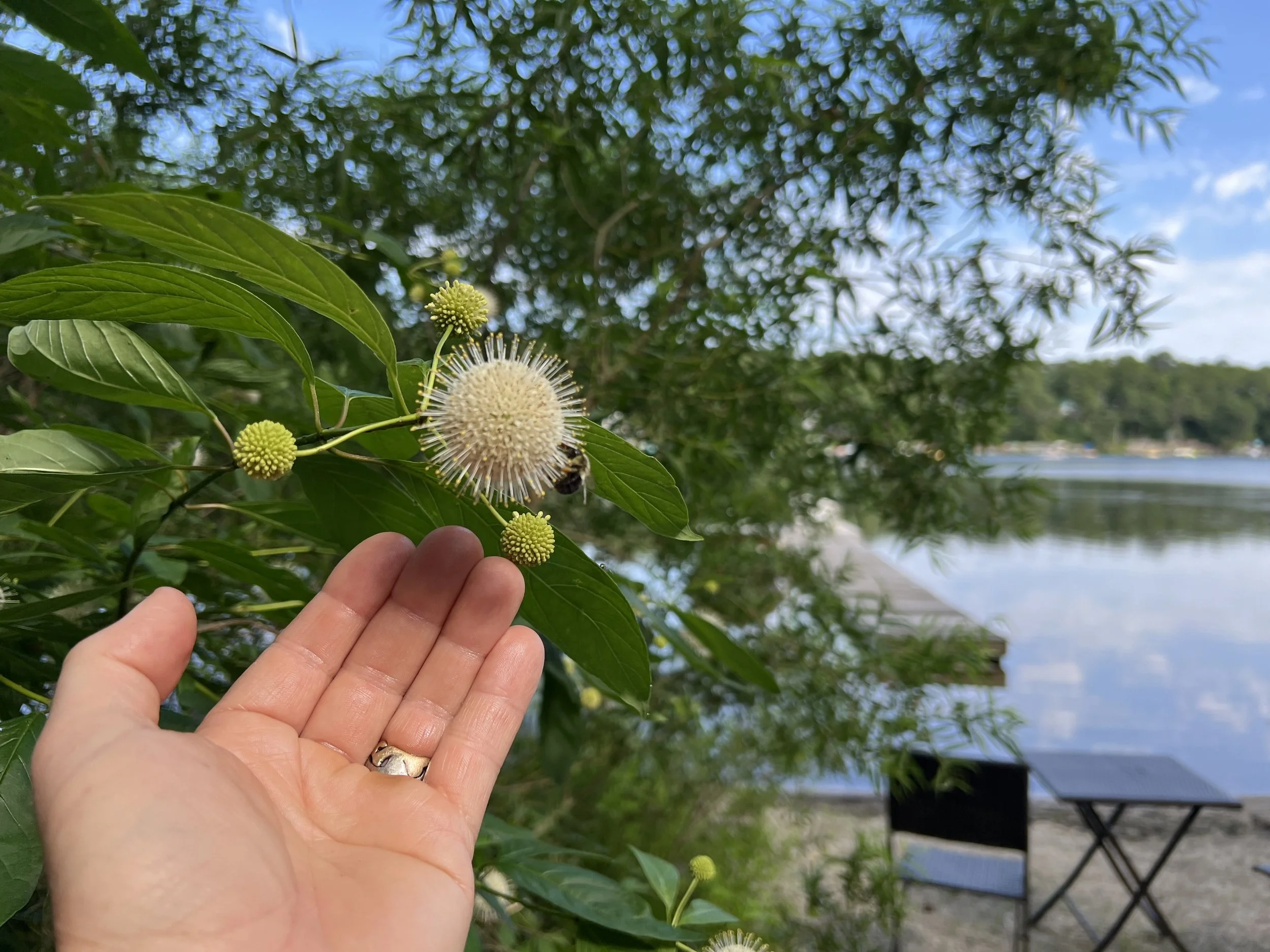The Balance Needed For Clean Kettle Ponds