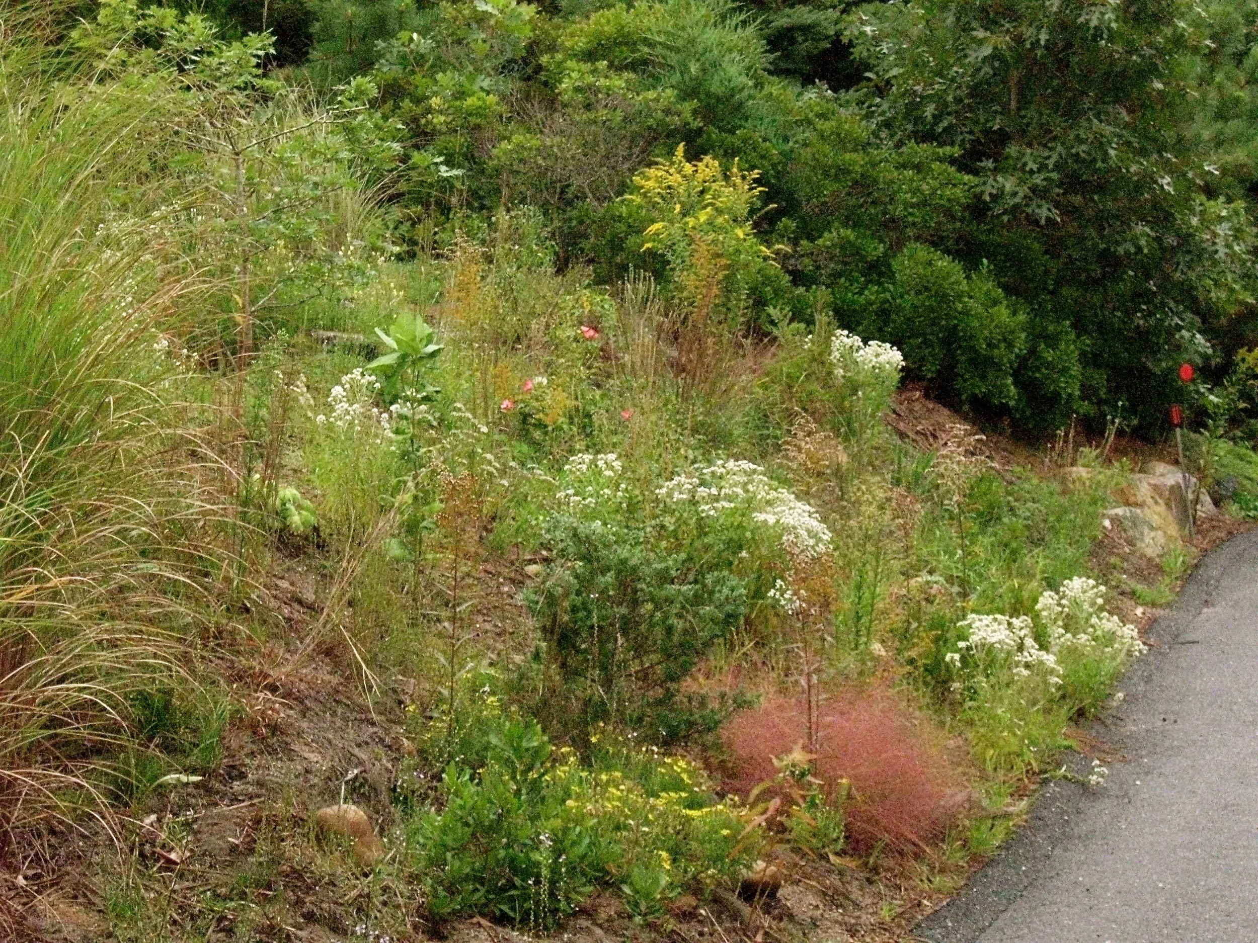 Native Cape Cod Meadow