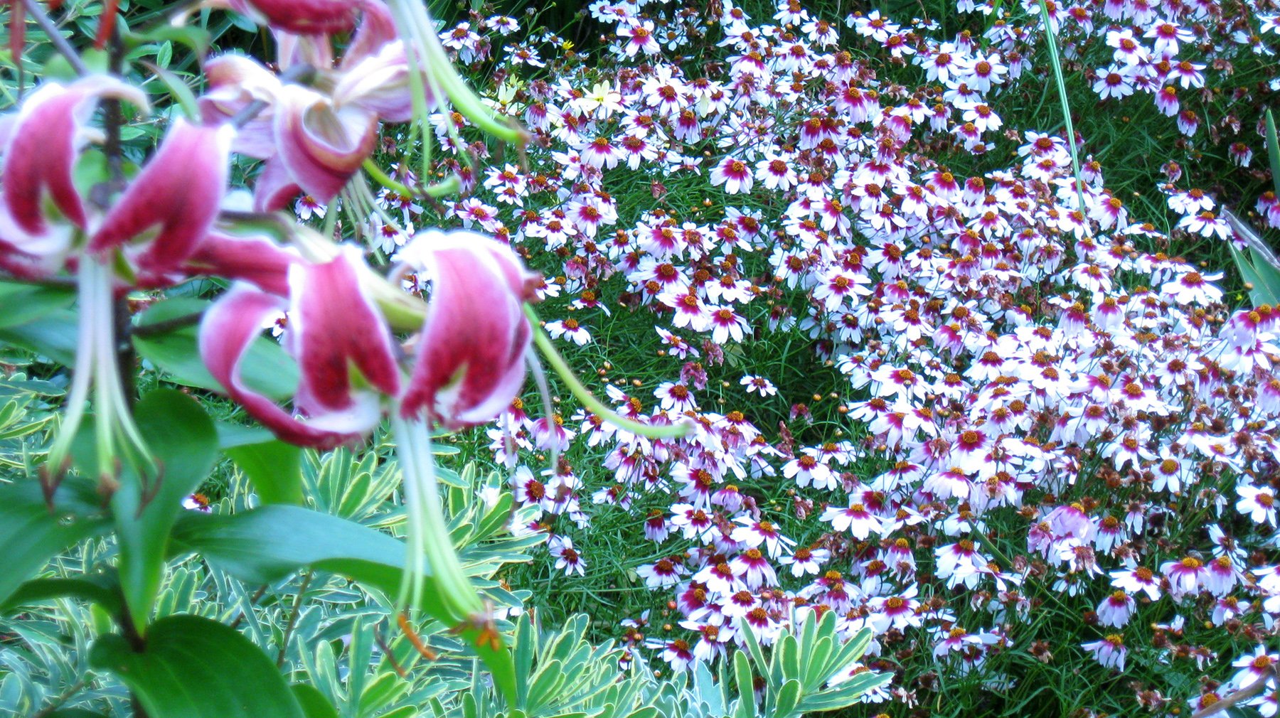 Asiatic Lily &amp; Native Coreopsis rosea cultivar