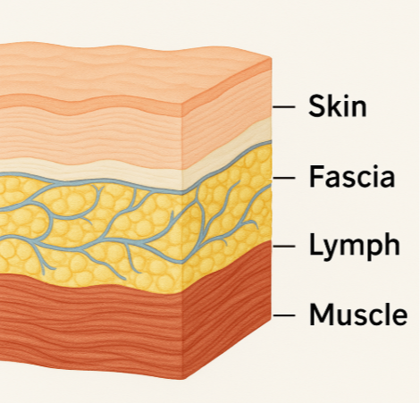 Fascia: The Hidden Layer That’s Aging Your Face (And How to Fix It)