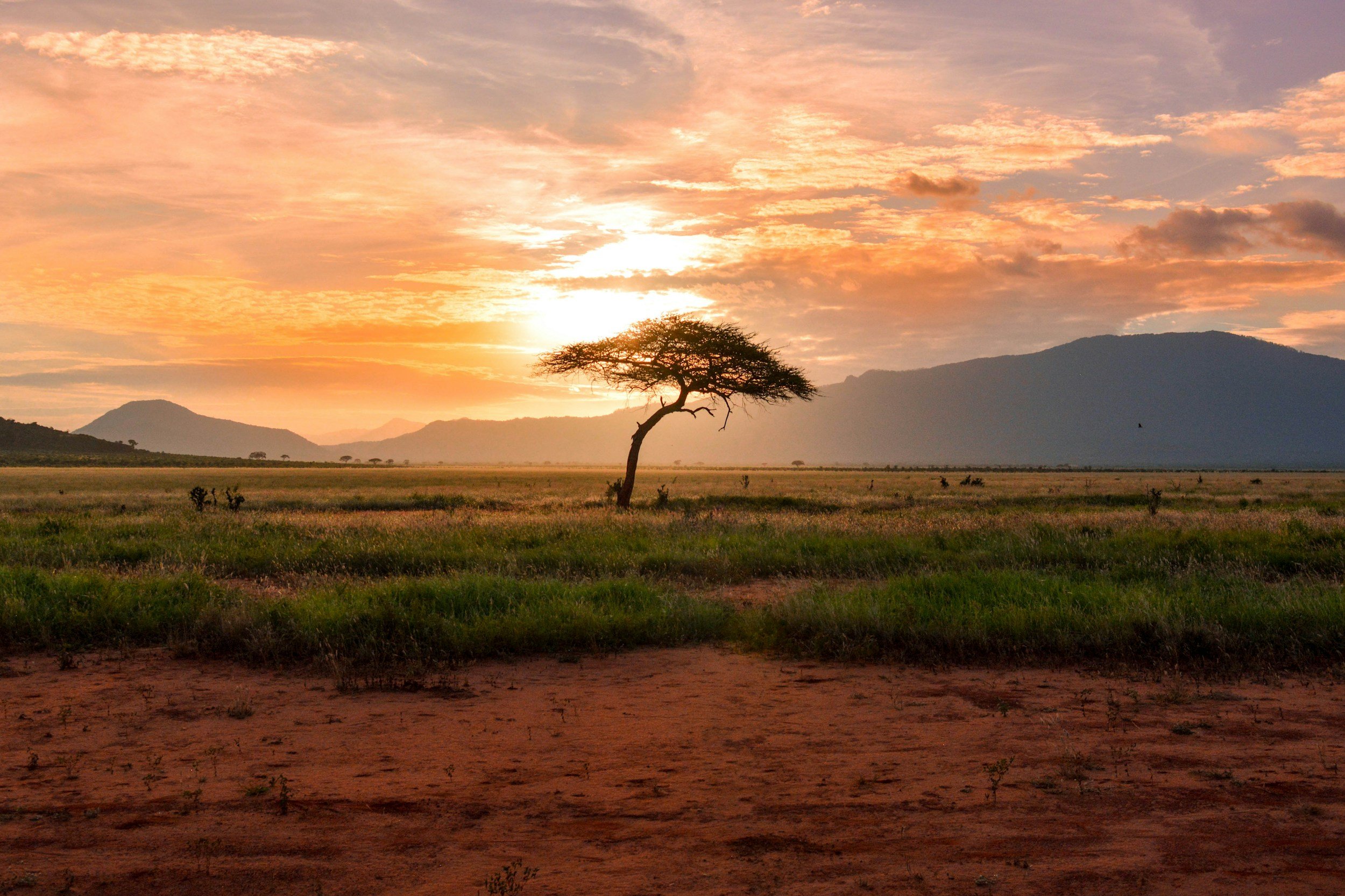 Psychedelic Perspectives - Africa