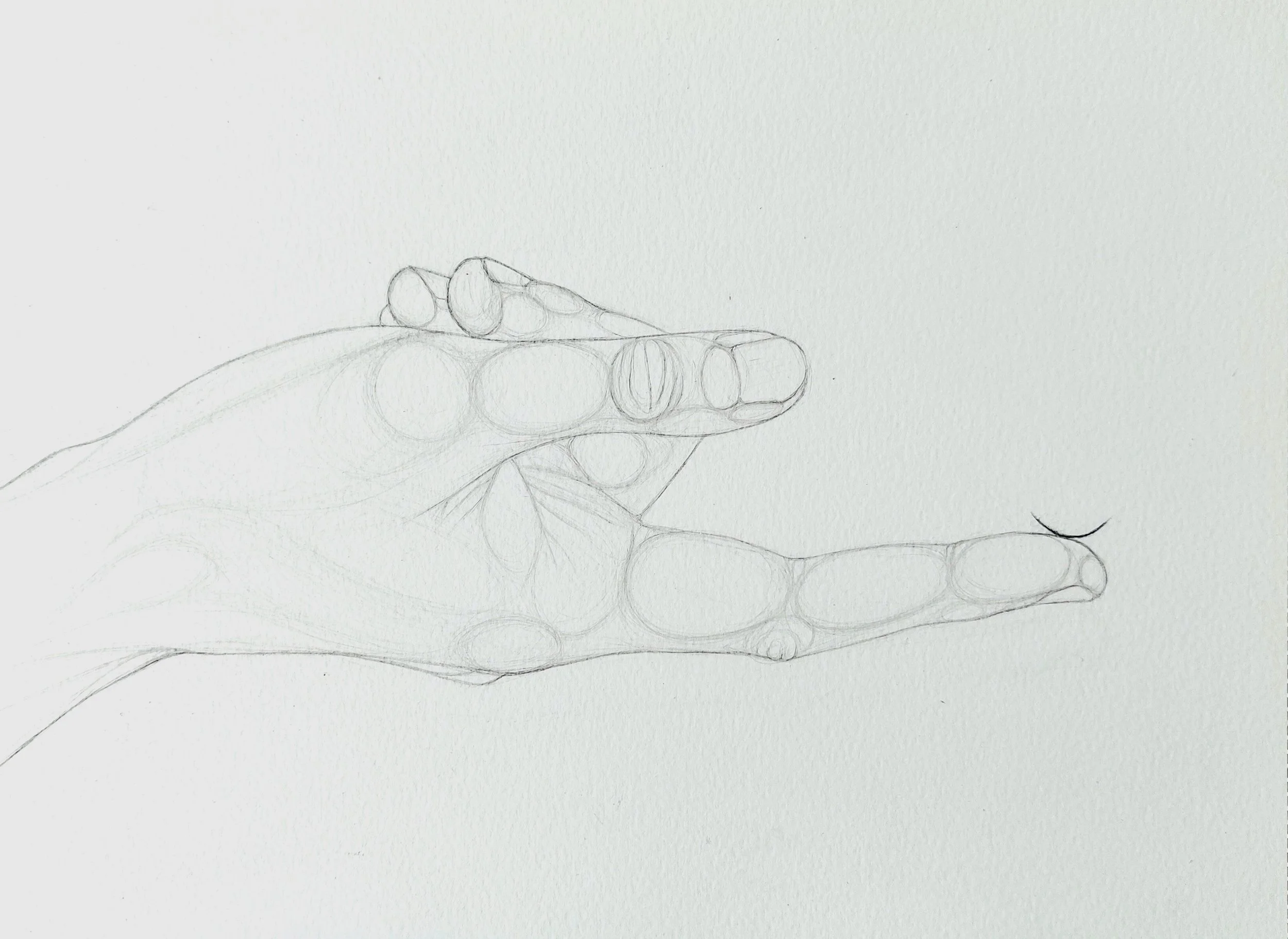The wolf's eyelash, 2022, 28 x 21 cm, potlood op papier