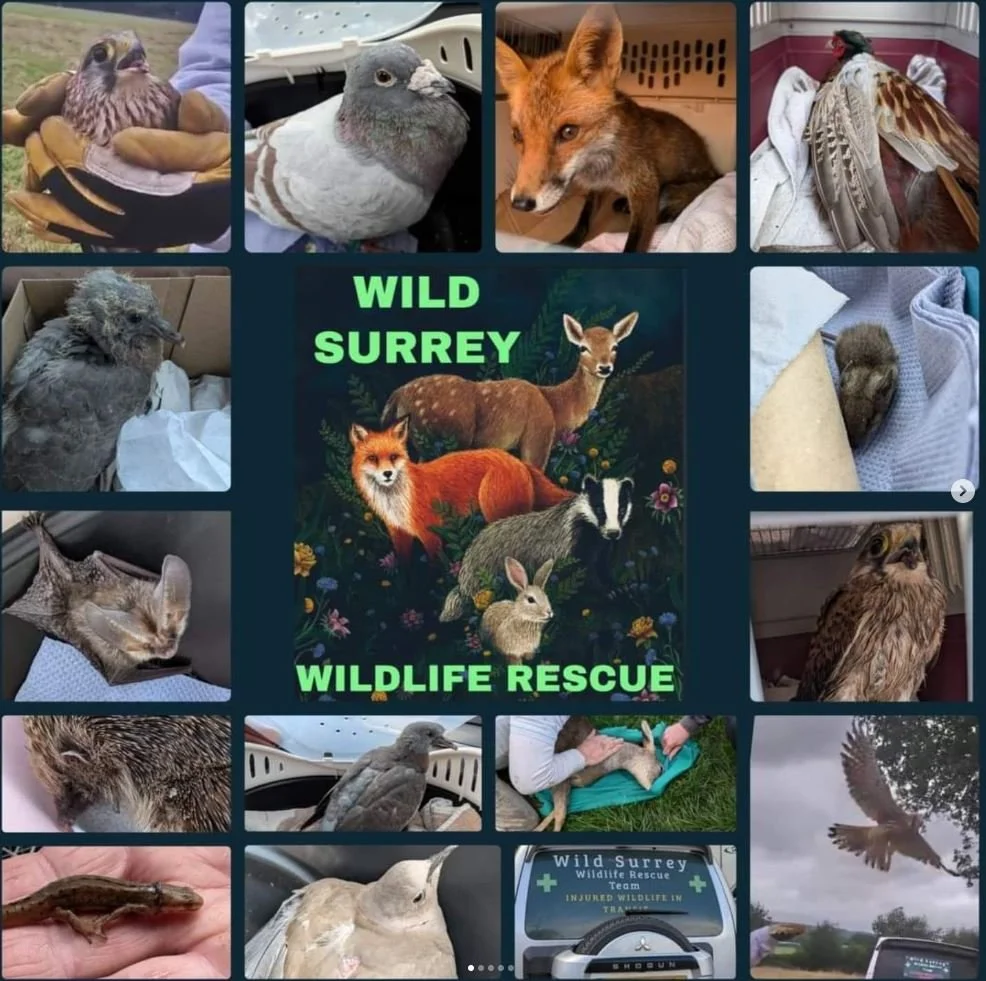 Wild Surrey Rescue.JPG