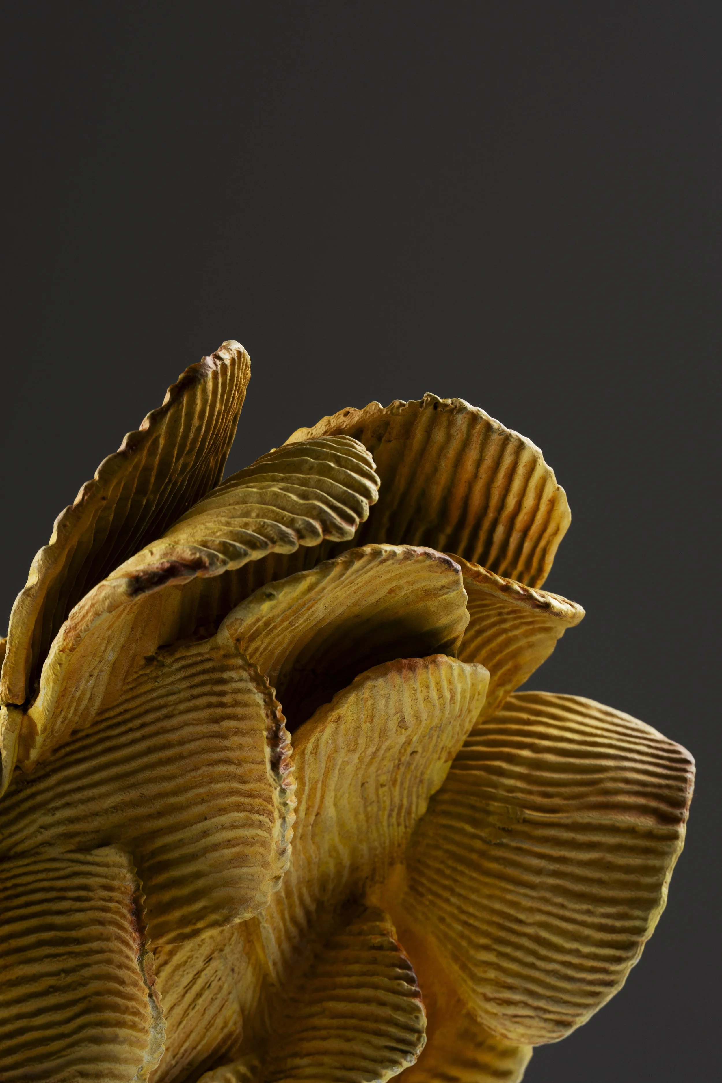 Ruffled Feathers
