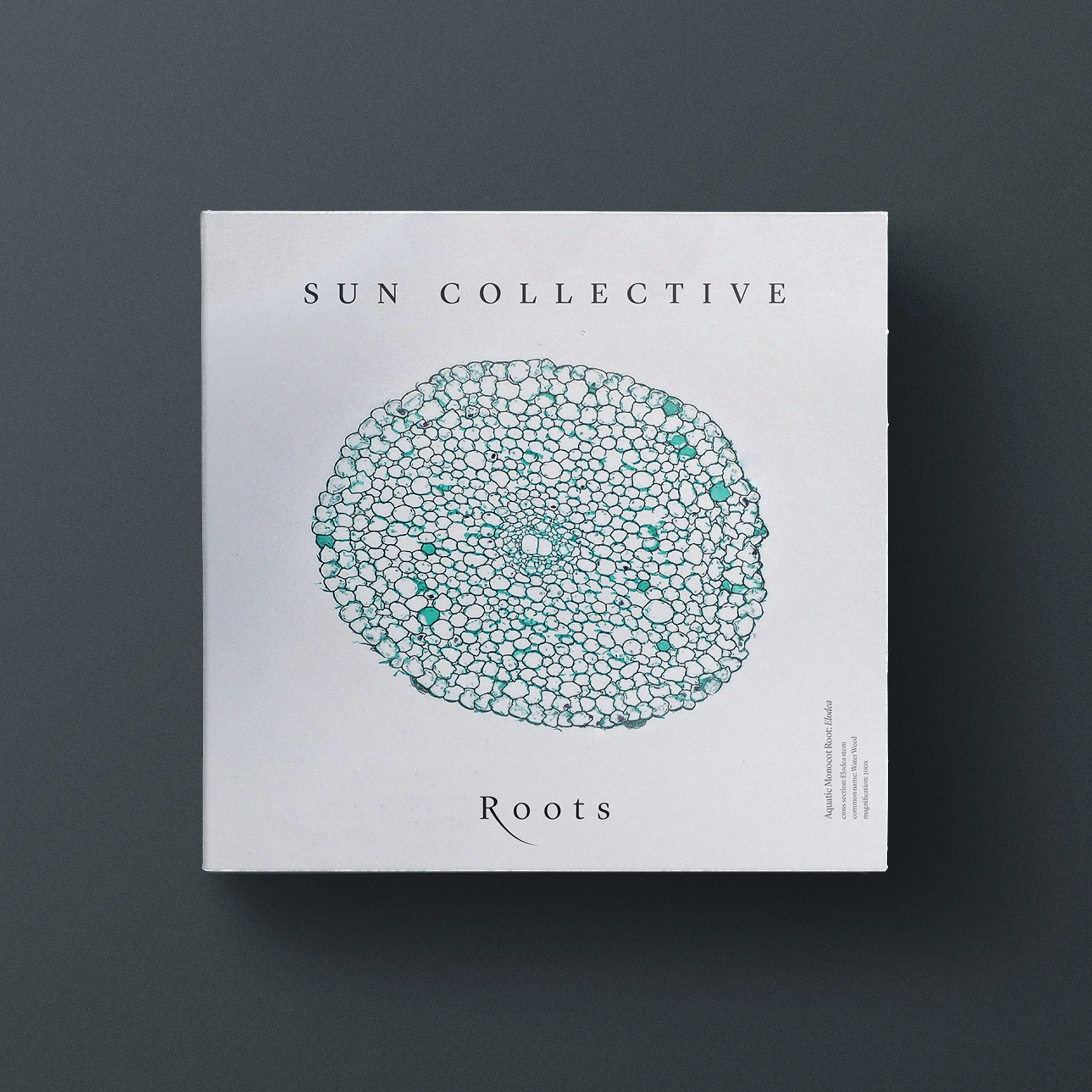 Sun Collective Roots 4.jpg