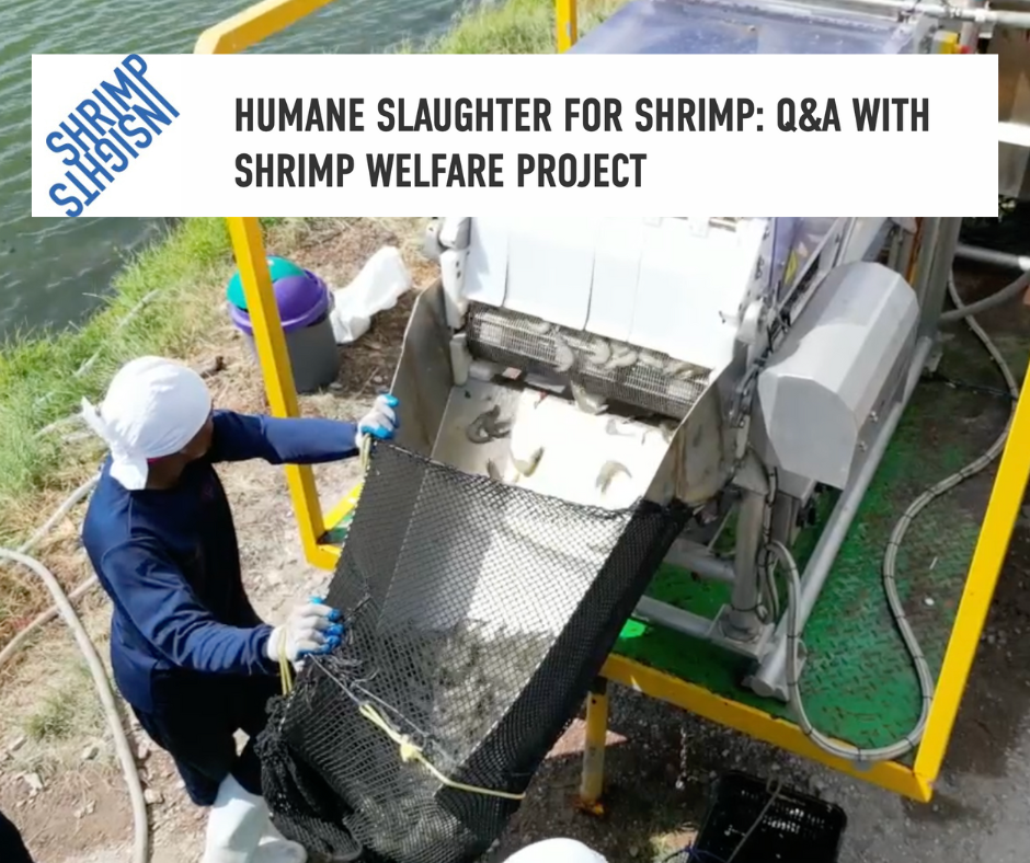 shrimp-insights-q-and-a.png