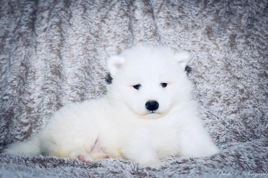 snow-samoyede-ours-nice