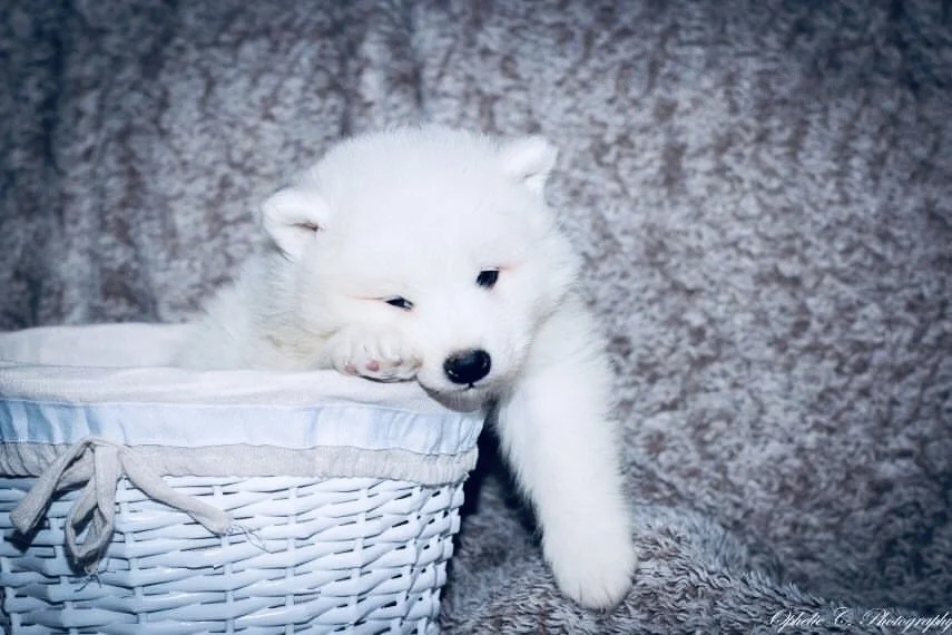 snow-samoyede-ours-nice