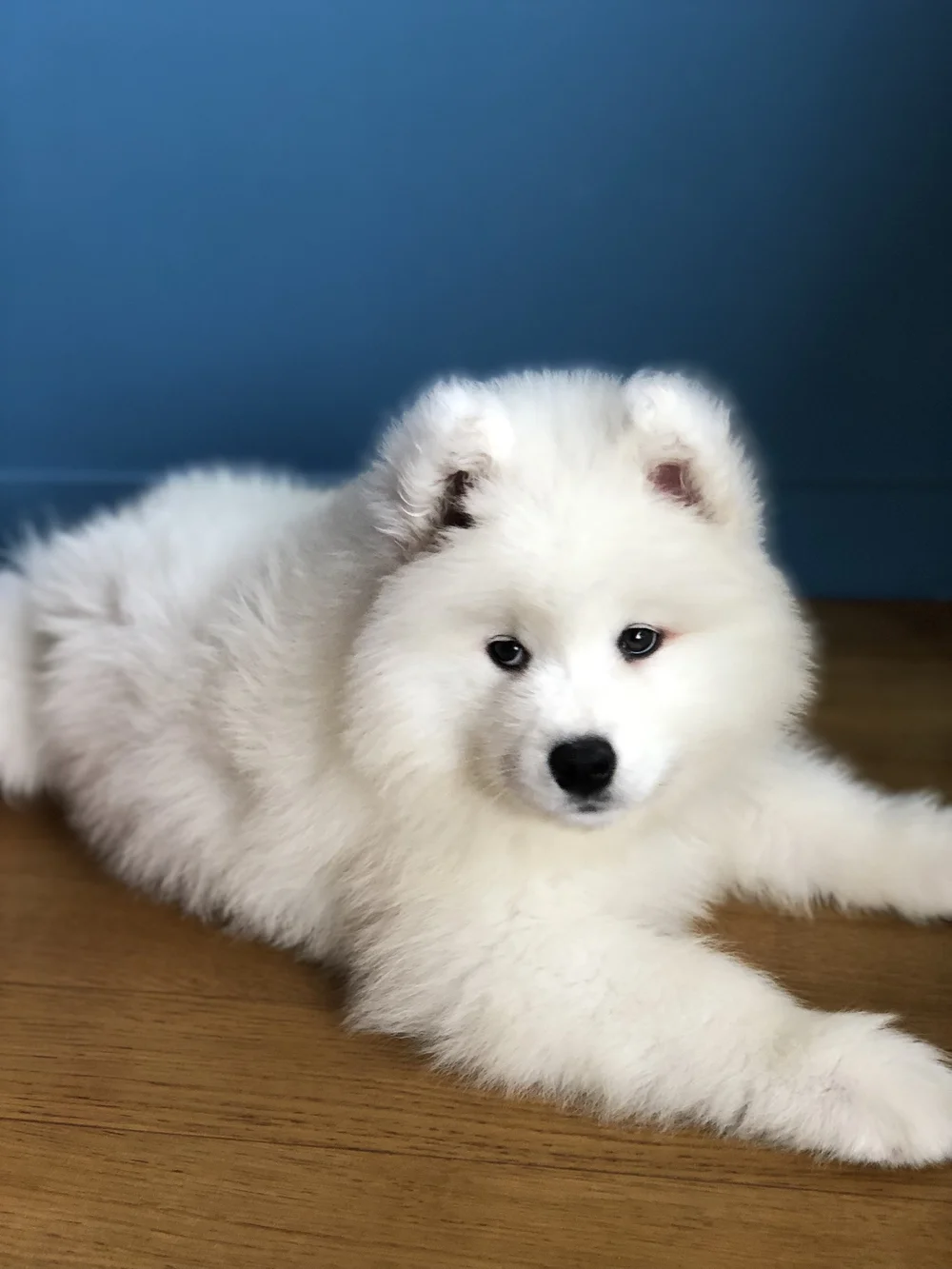 snow-samoyede-ours-nice