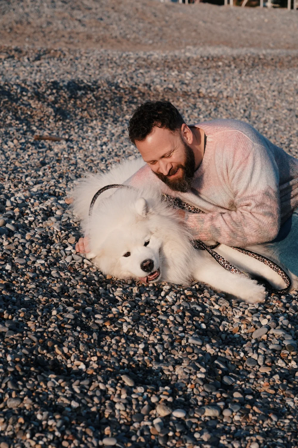 snow-samoyede-ours-nice