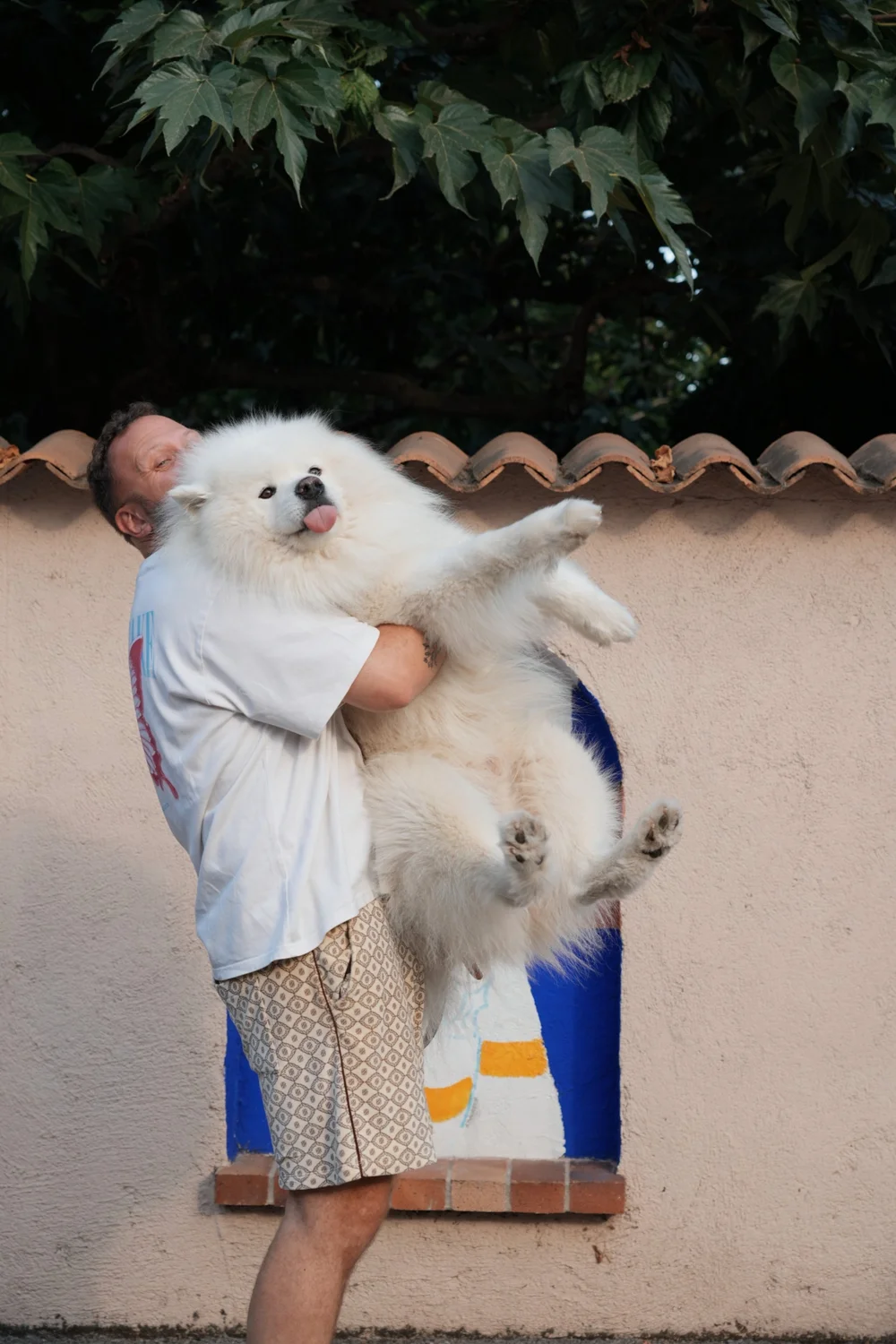 snow-samoyede-ours-nice