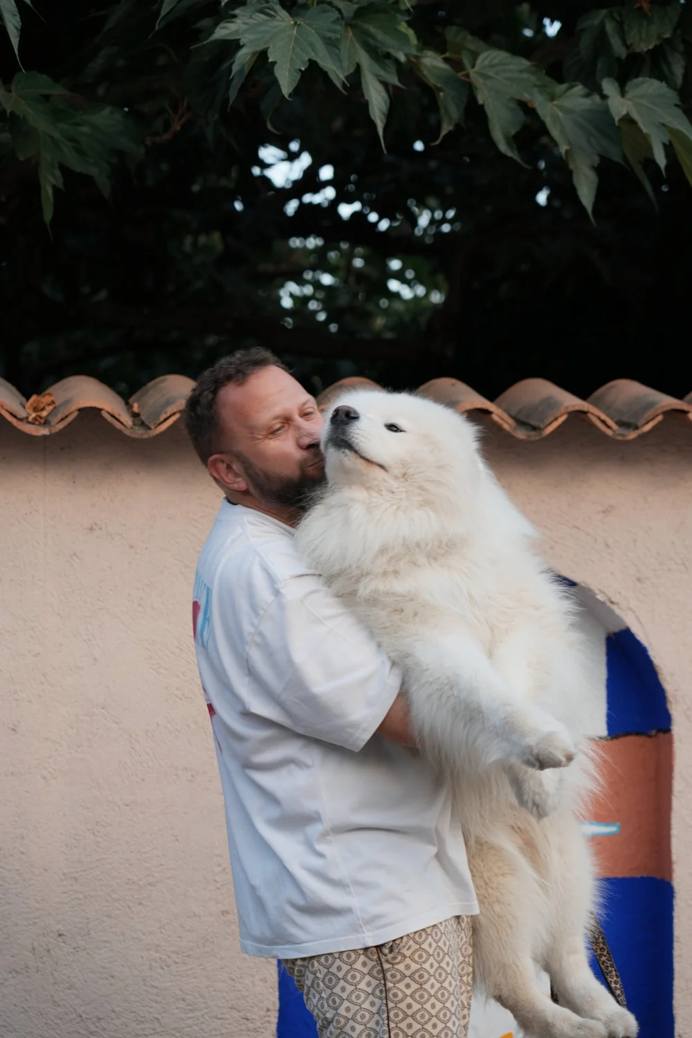 snow-samoyede-ours-nice