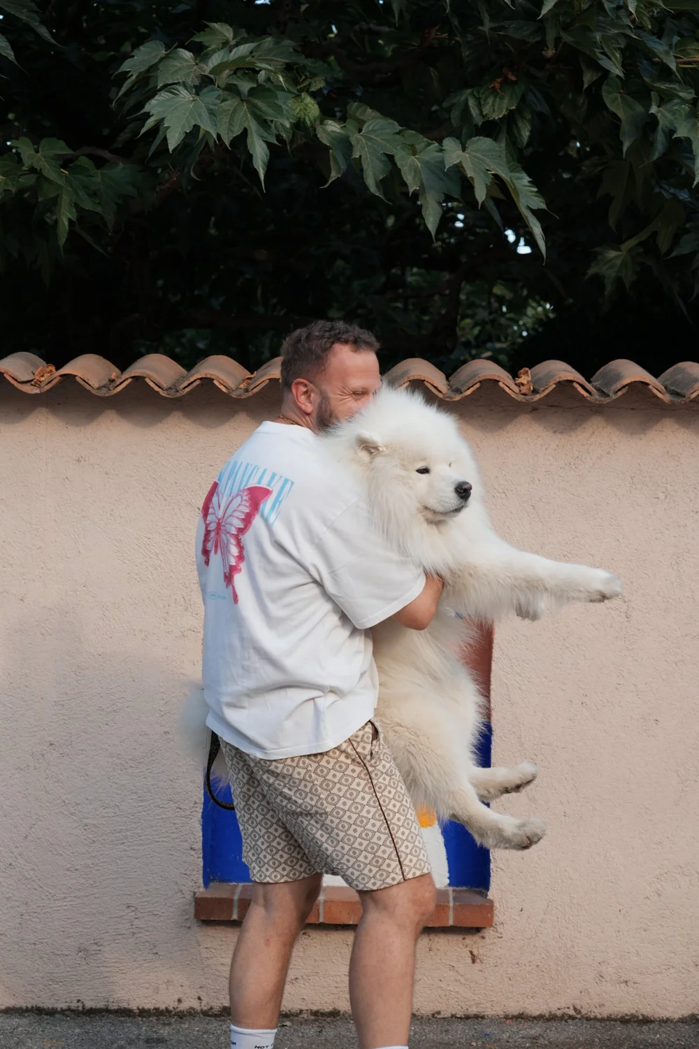 snow-samoyede-ours-nice