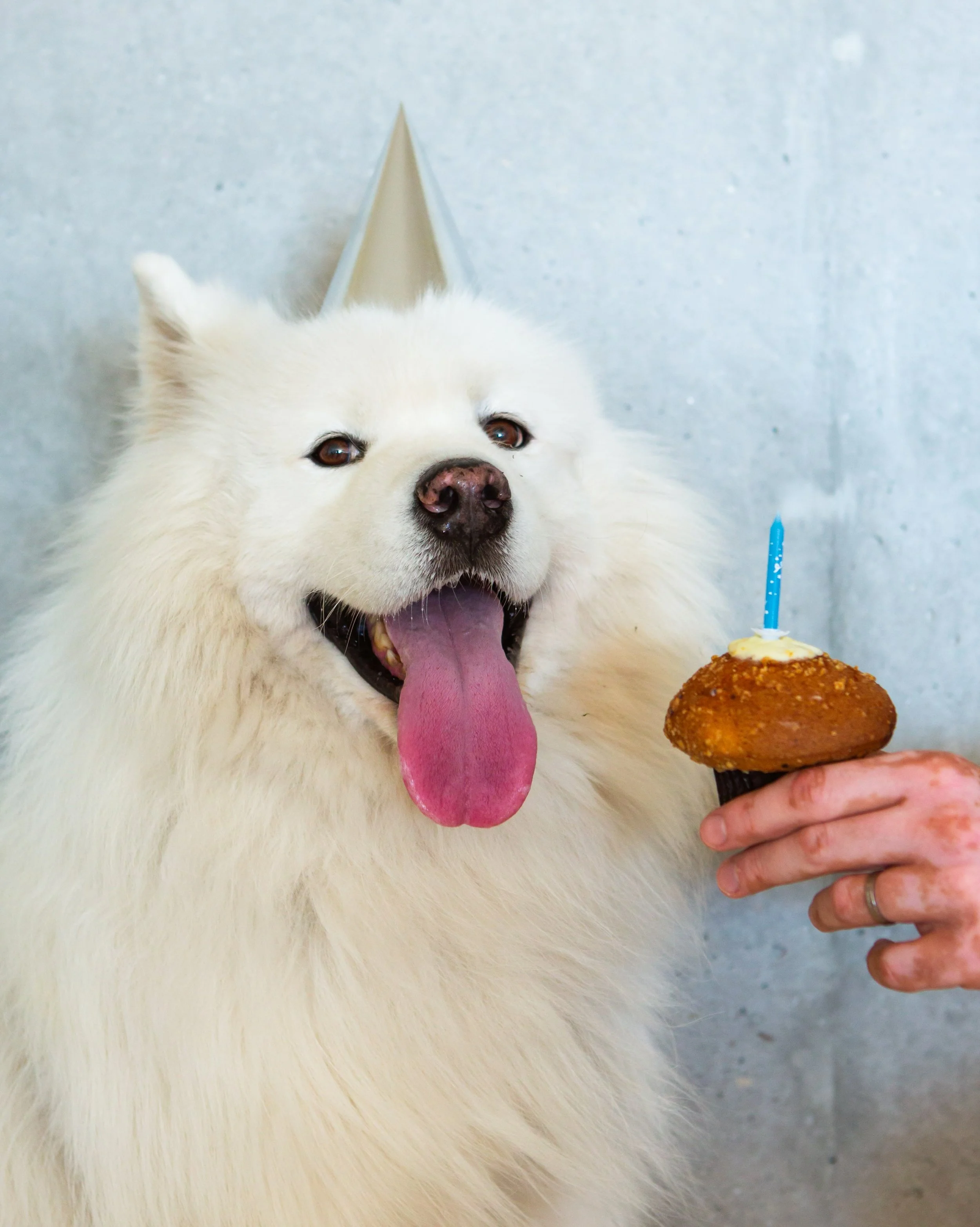 Joyeux 7 ans &agrave; notre gros Patapouf d&rsquo;amour ! 🎂🐾

&mdash; 

#SamoyedsOfInstagram #DogsOfInstagram #Samoyed