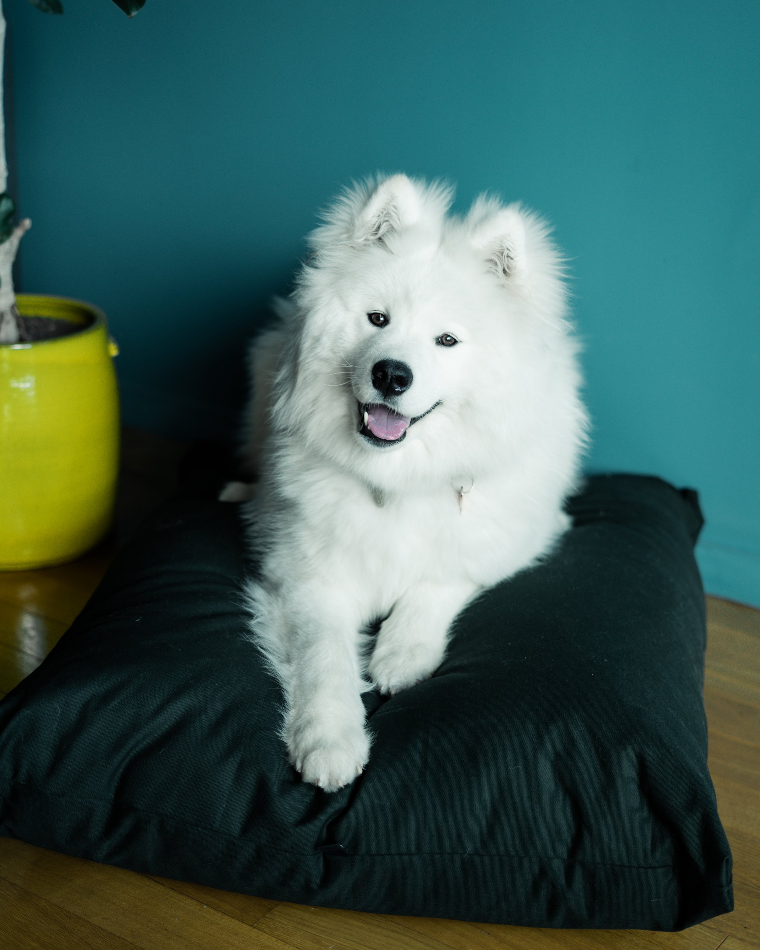 snow-samoyede-ours-nice