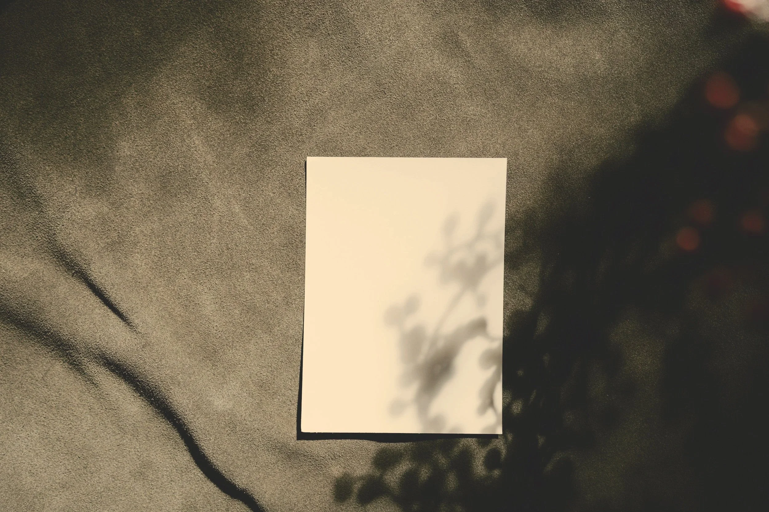 Botanical shadows on a piece of blank paper - representing the preparing