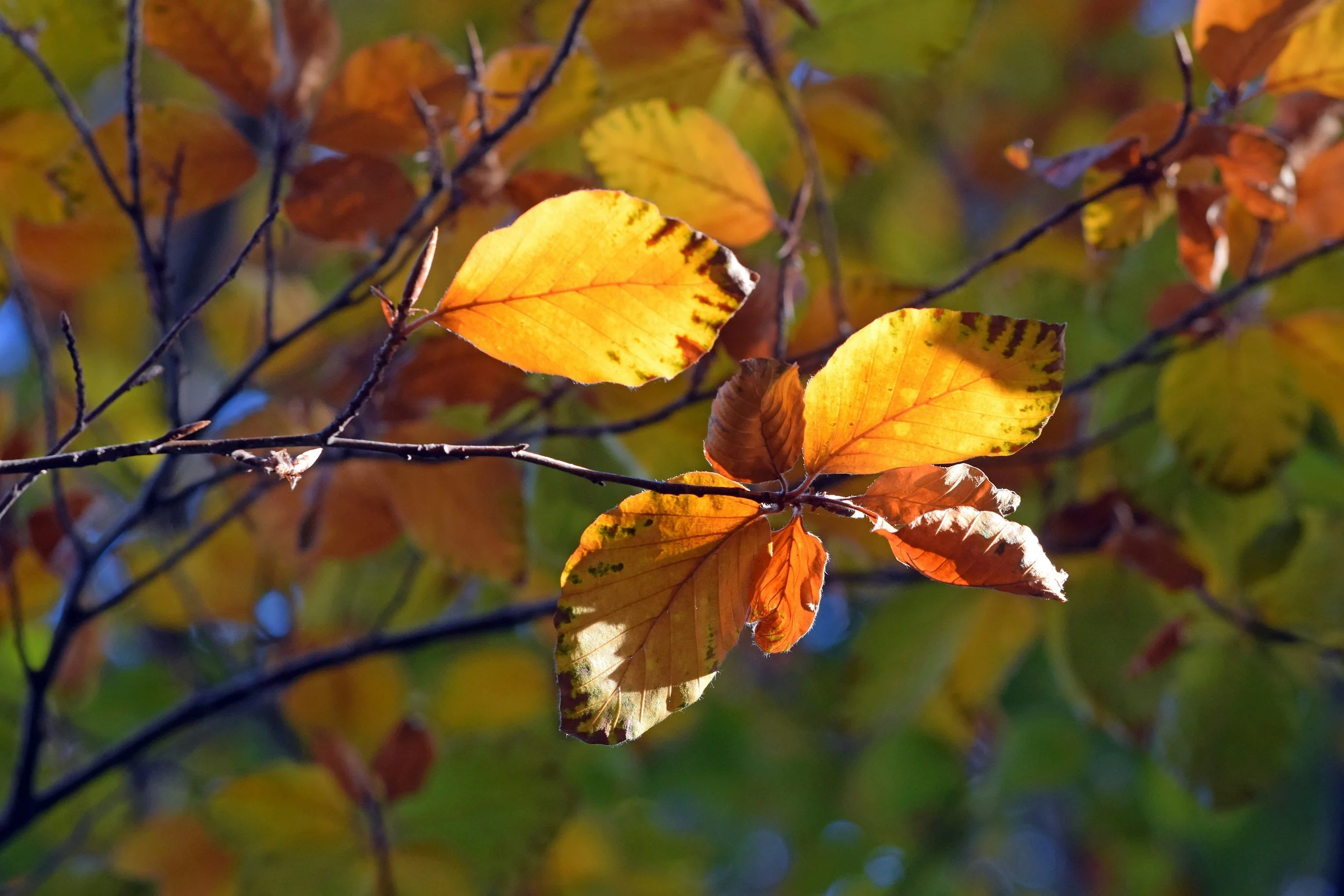 Light on fall leaves - symnolizing change and letting go