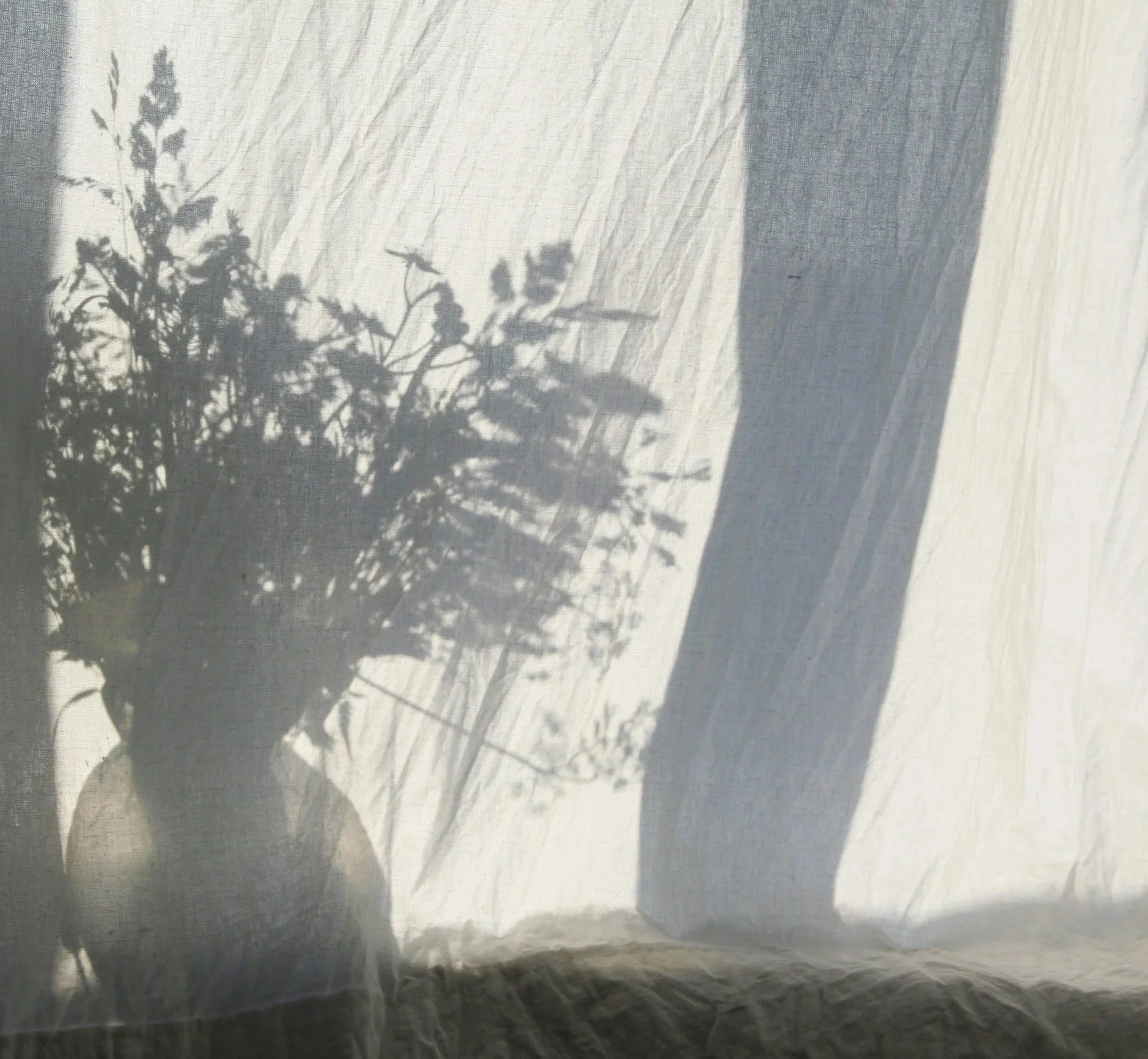 Moving image of botanical shadows against muslin