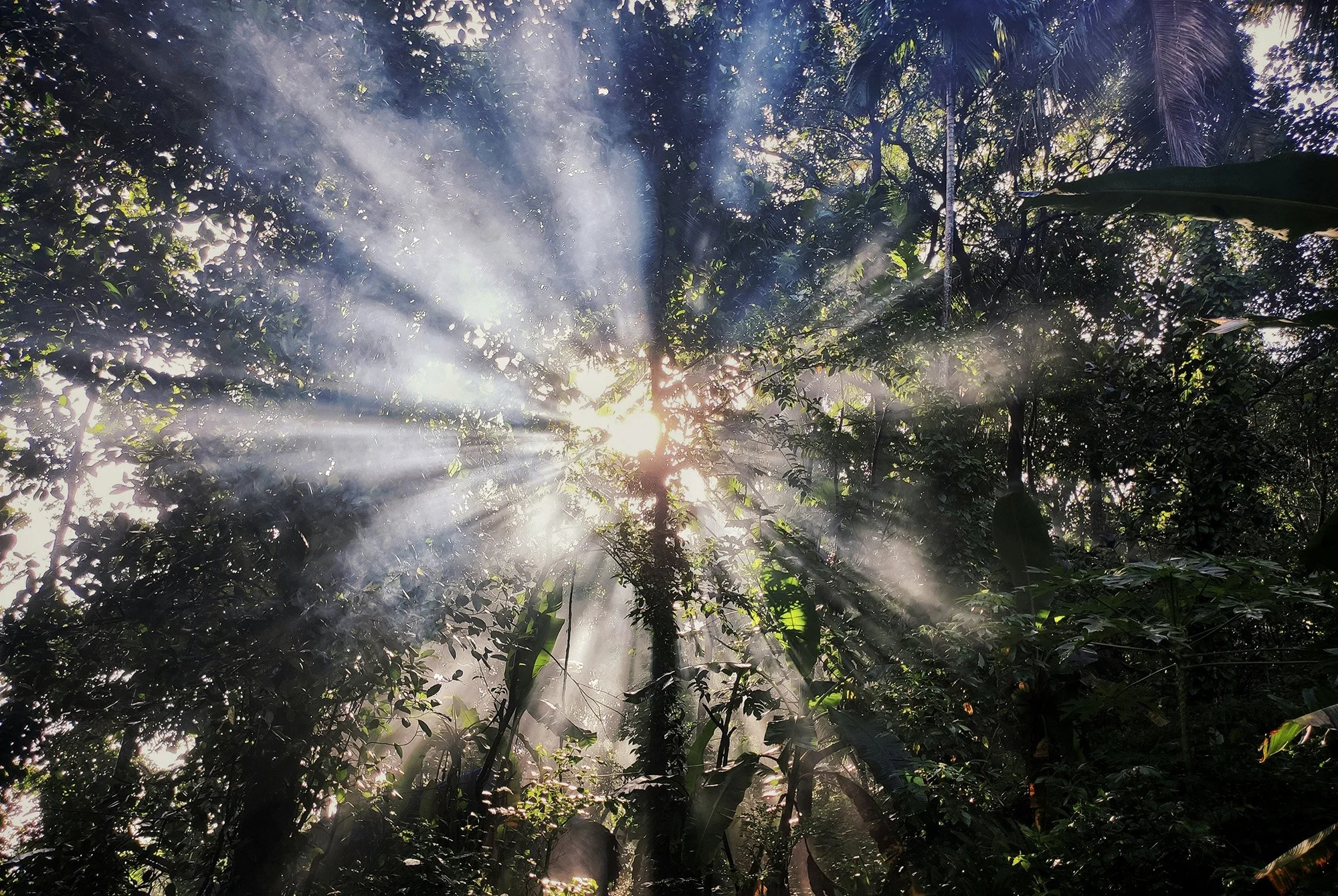 Sun beams coming through trees - representing space held for mortality conversations