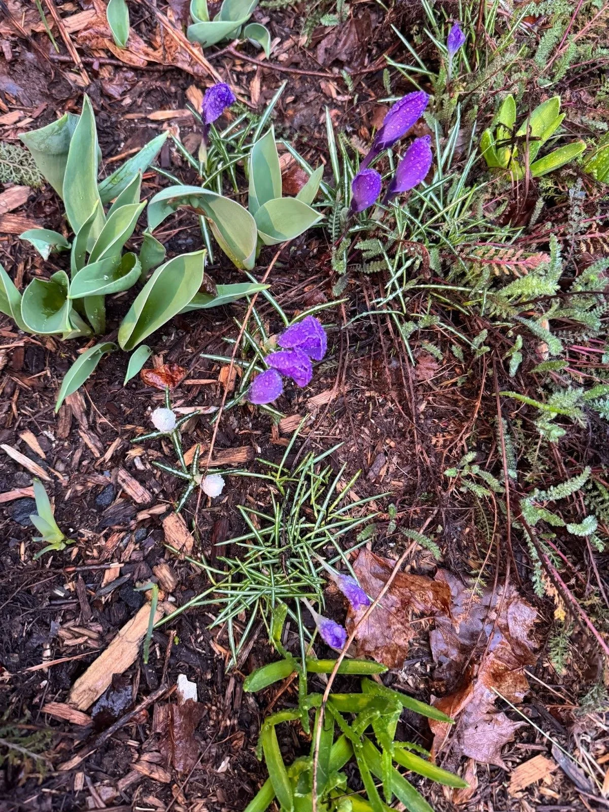 Sprouting spring flowers representing desire and striving