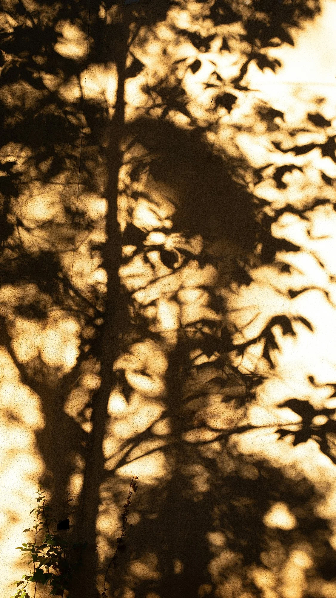 Tree leaves shadows - representing the hard conversations
