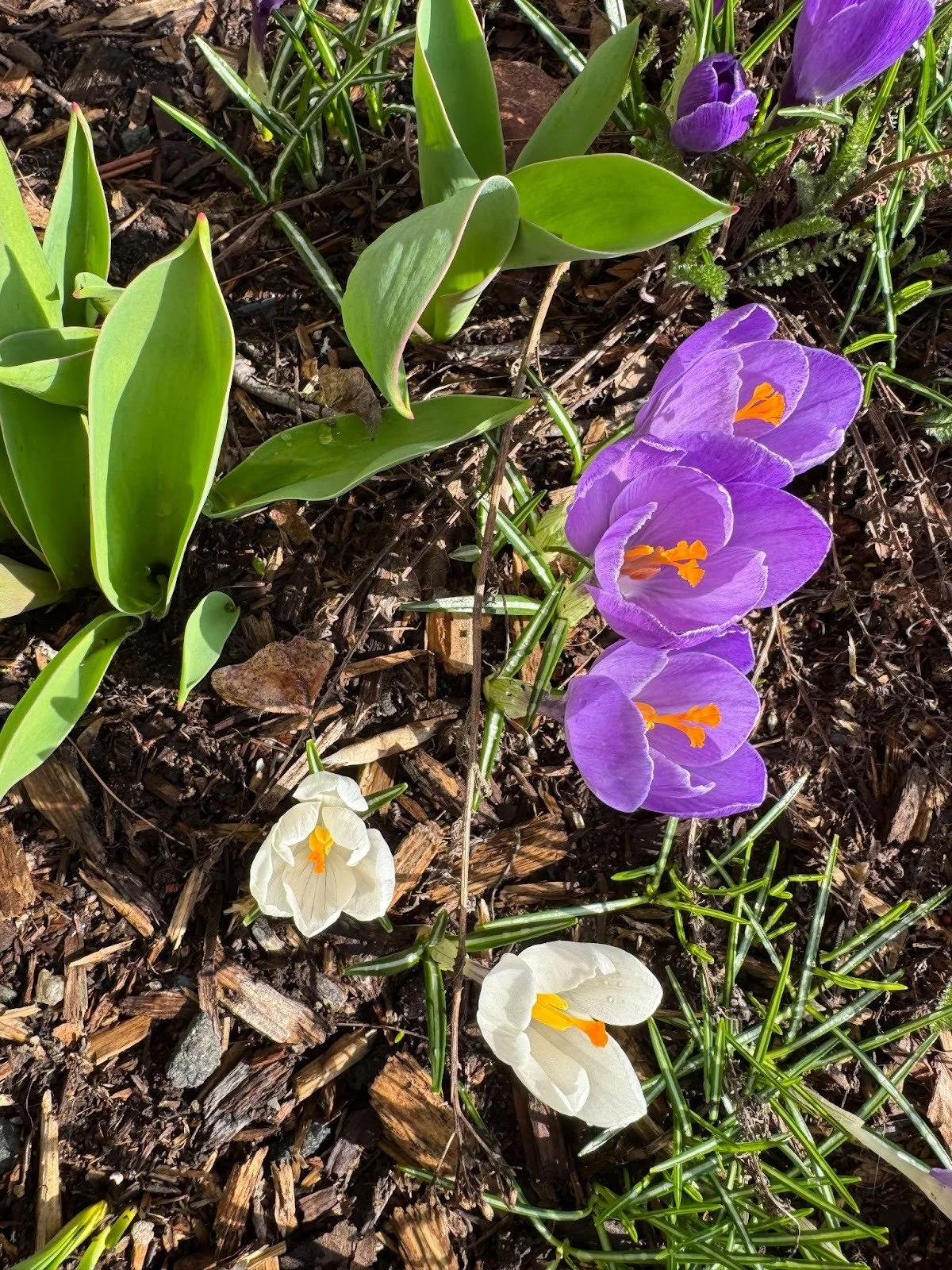 Blooming crocus - representing self compassion