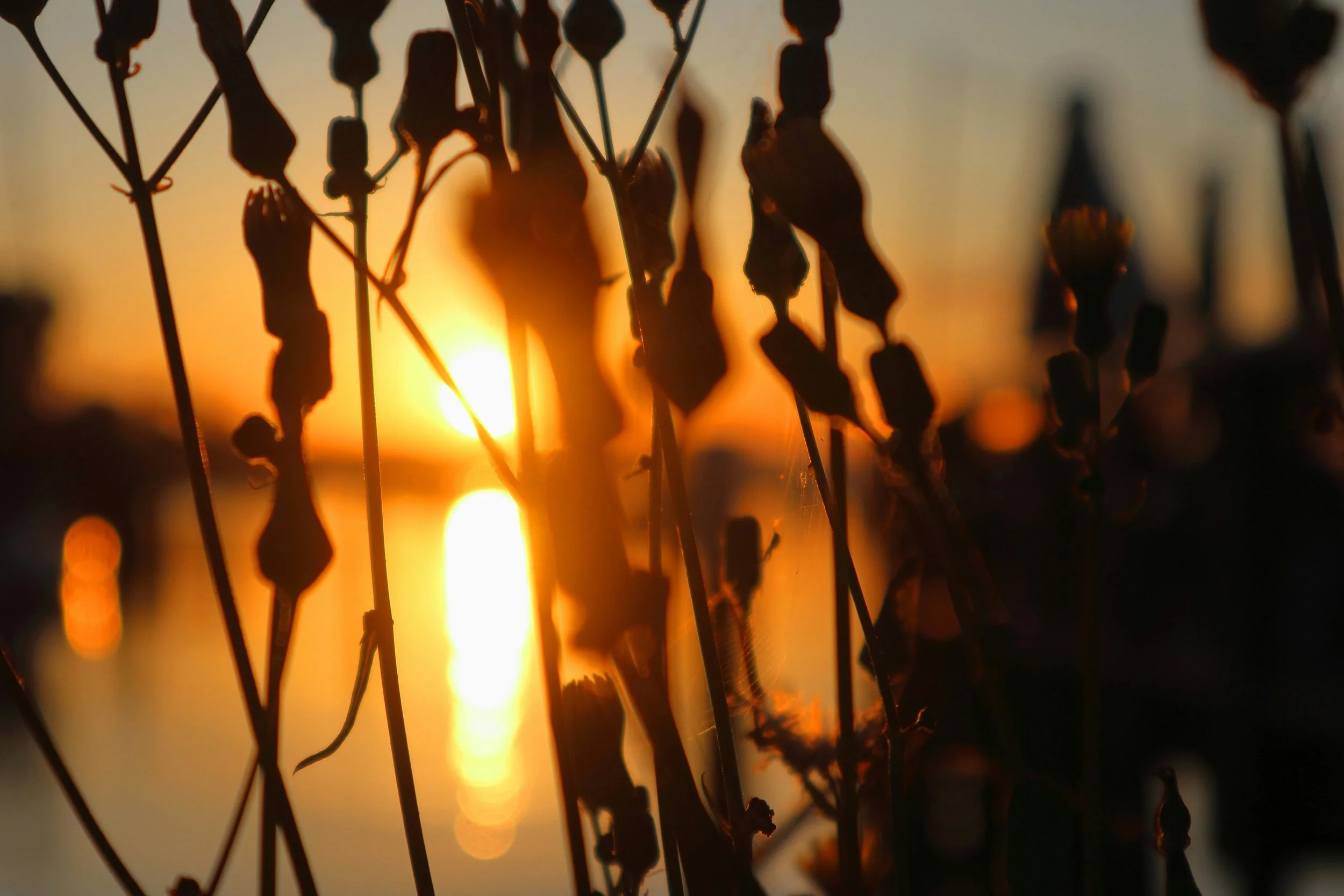 Botanical silhouette in front of sun glow