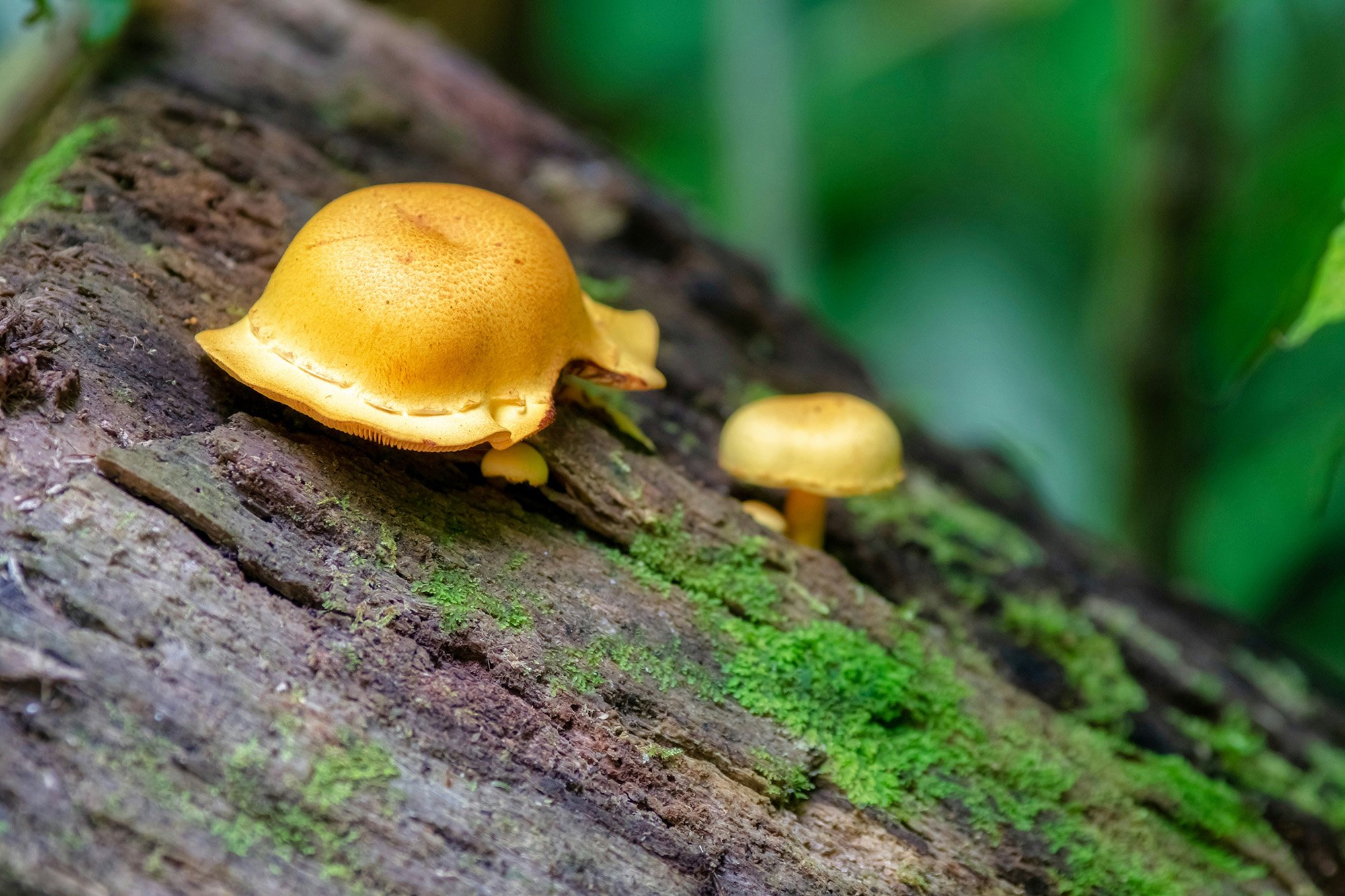 Mushrooms on a dead tree to represent conversations about mortality