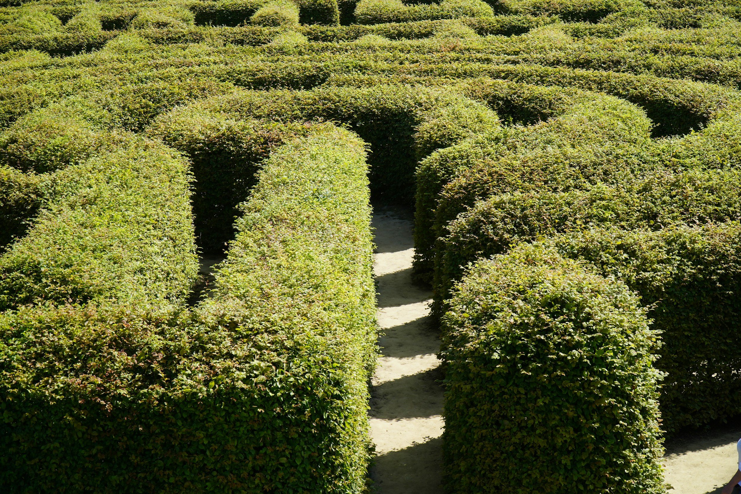 The Labyrinth of Life