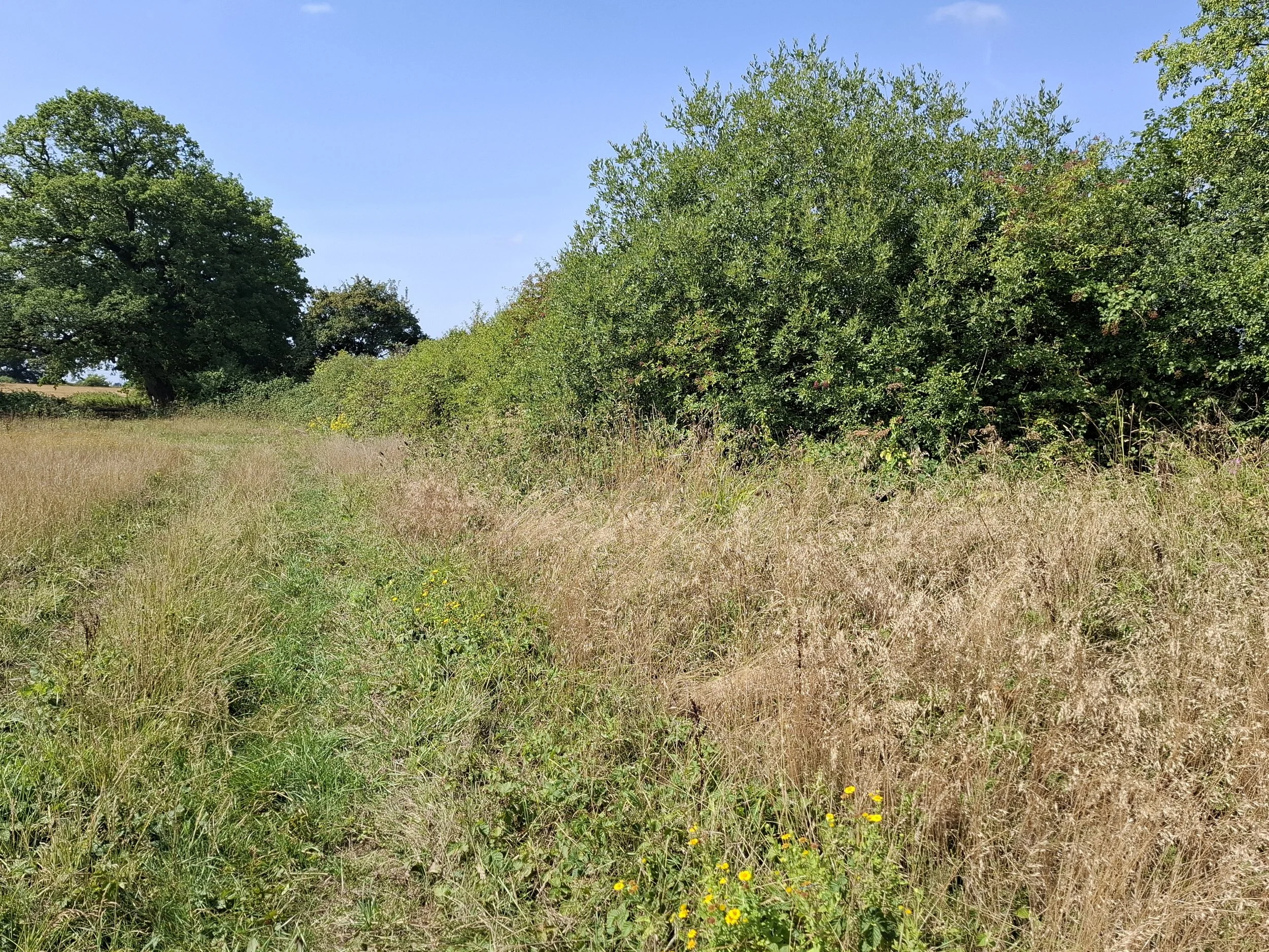 Managing habitats on your farm for bats and invertebrates