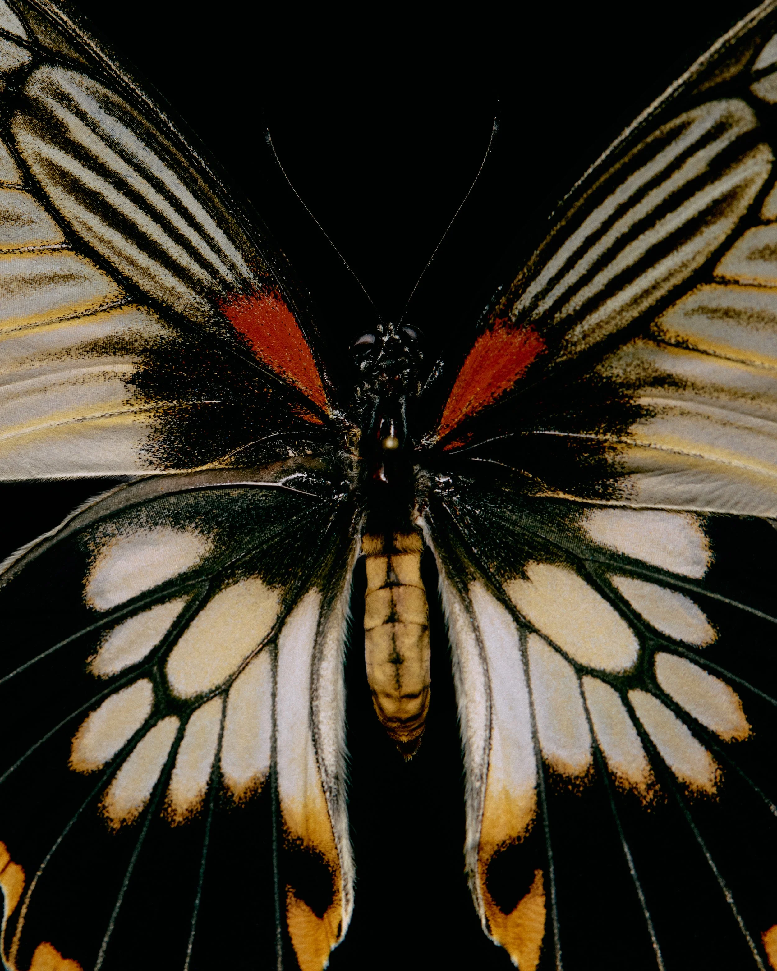 JoeBulawan_06_2026-05-11-BUTTERFLY_0535_HR_Butterfly.jpg