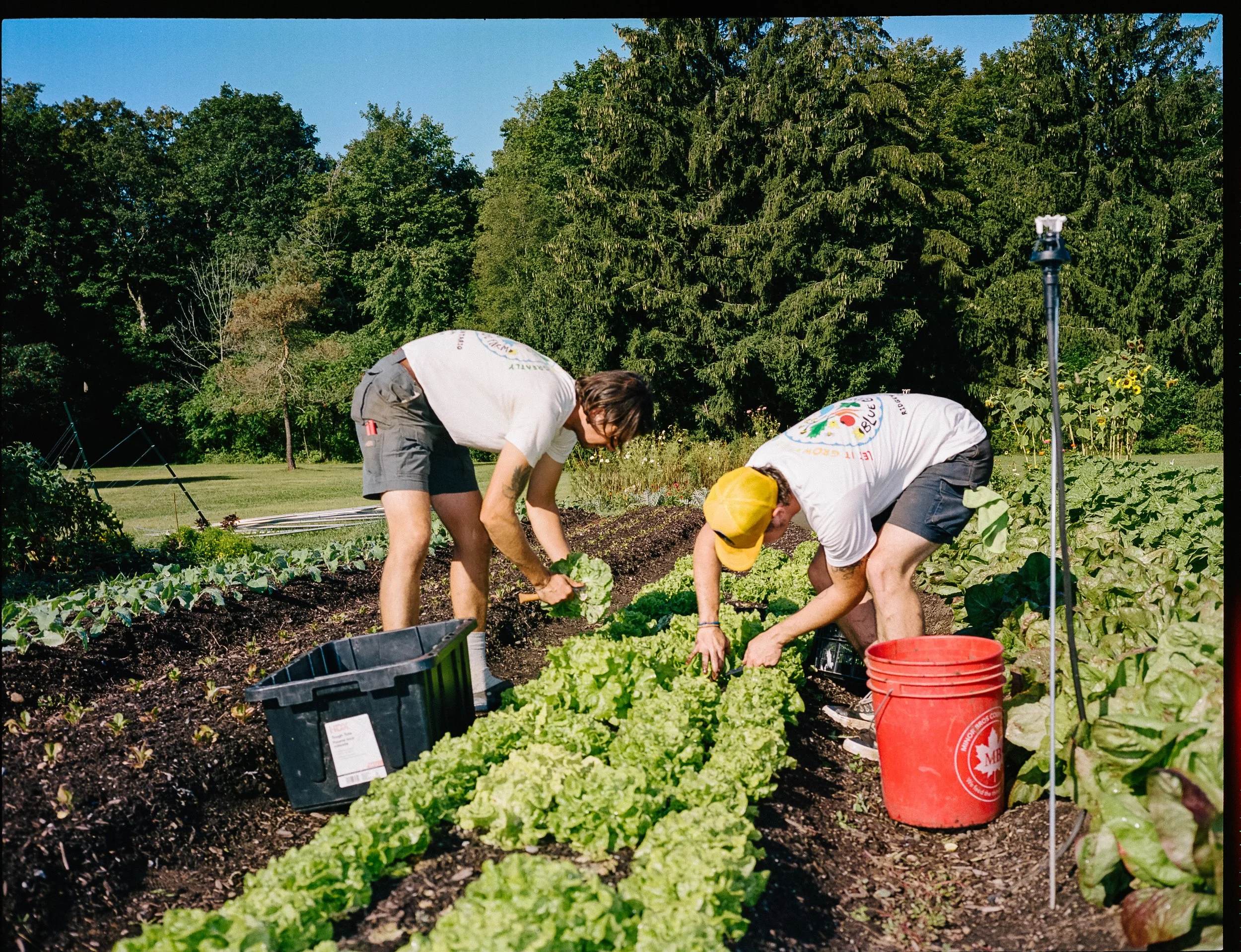 AaronWynia_AW 9-1-23 Print-230831000000070001_BlueGooseFarm.jpg