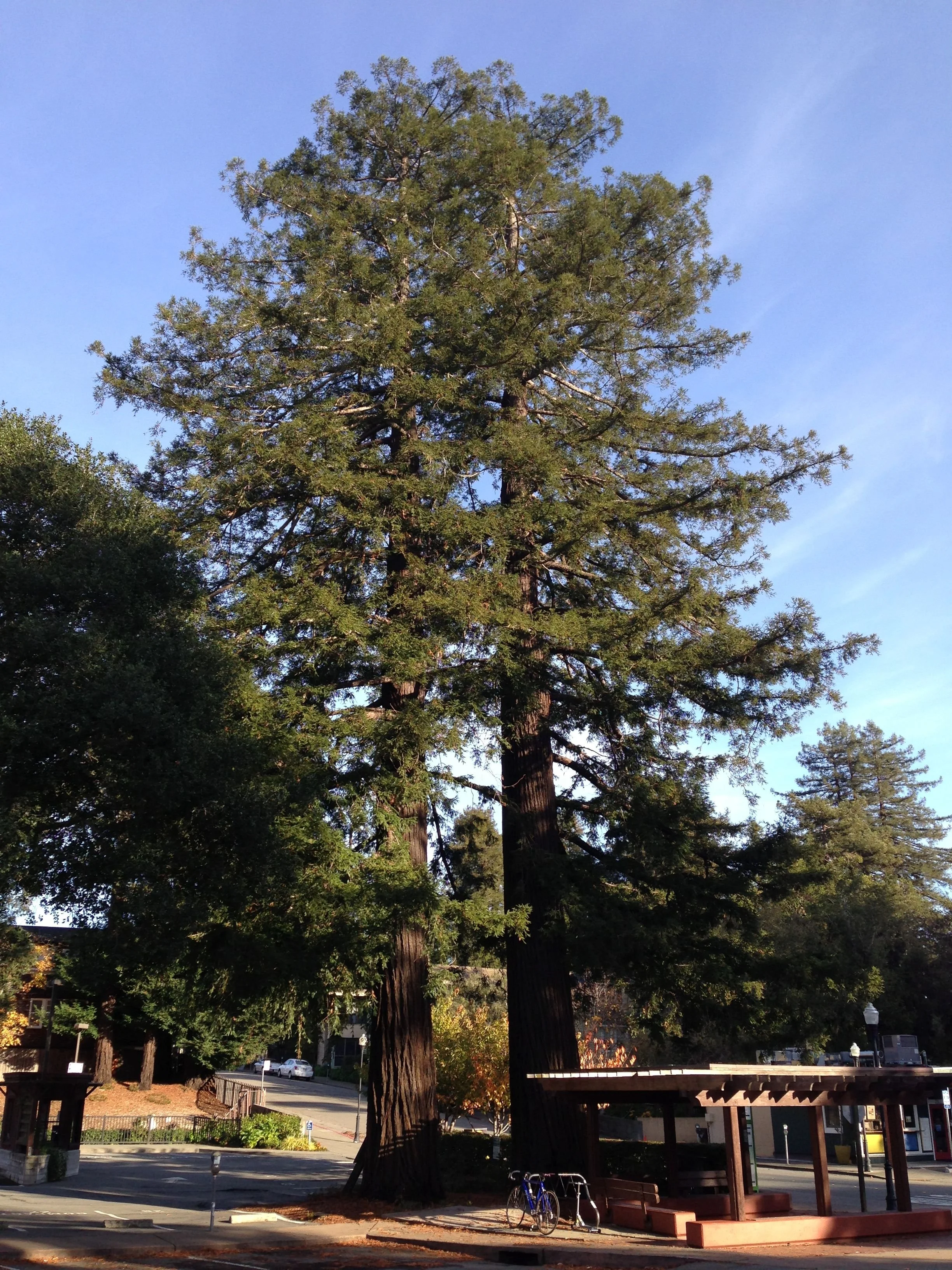 On the way to Muir Woods you will pass through Mill Valley and its towering redwood trees