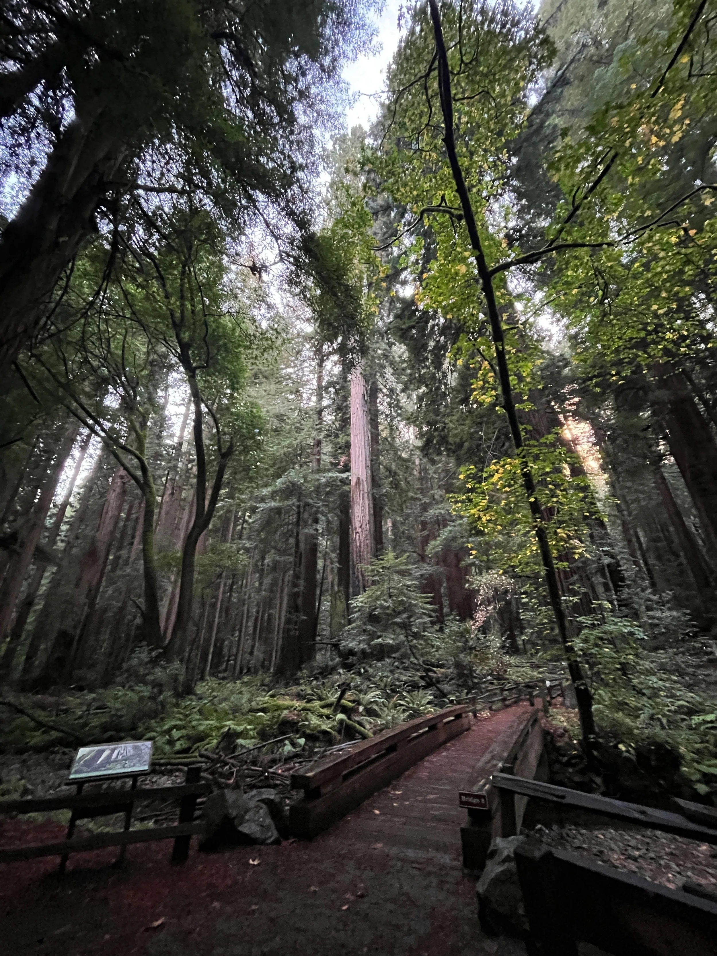 Muir Woods National Monument was established in 1908 and is part of the Golden Gate National Recreation Area.